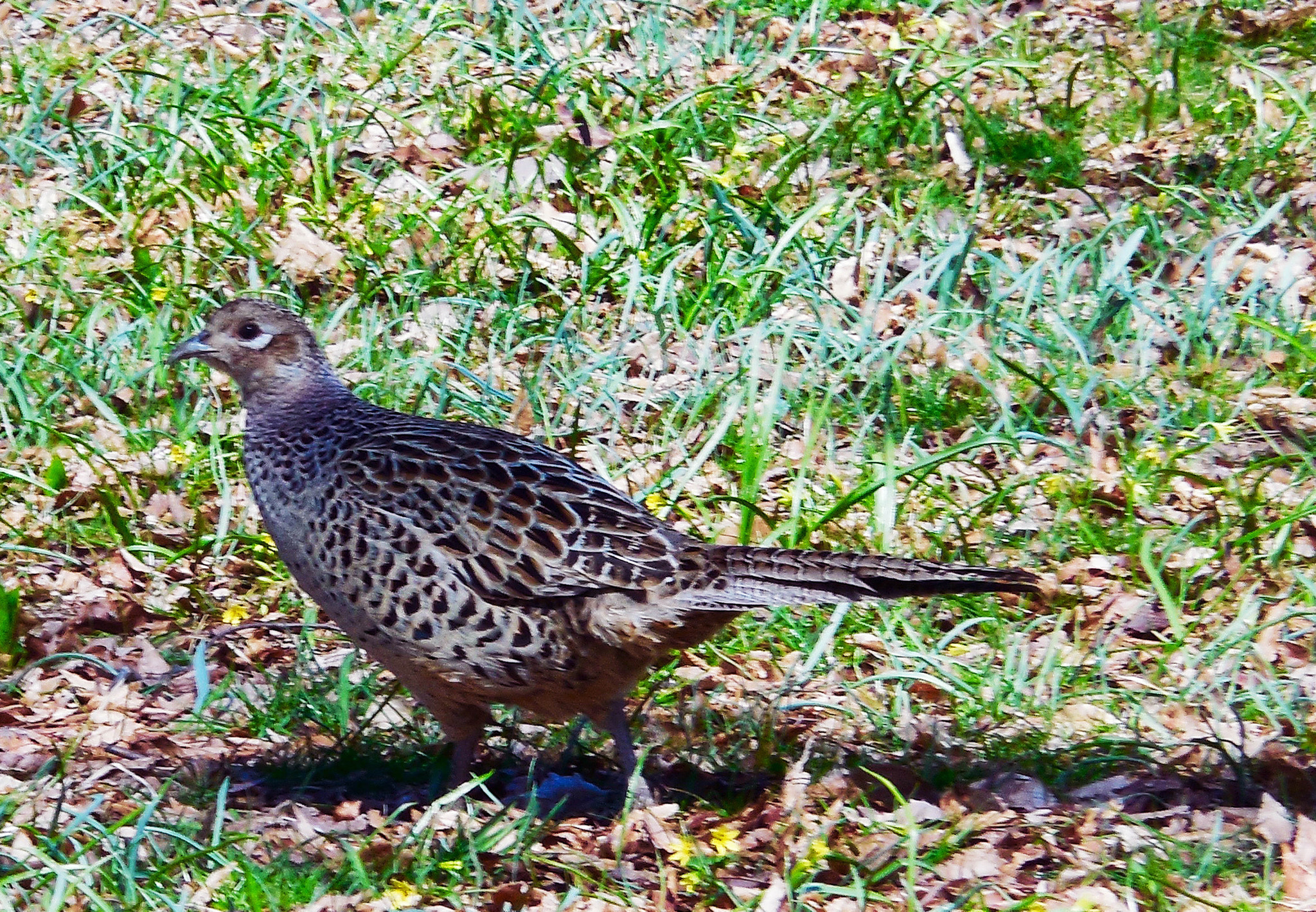 Nikon Coolpix S6400 sample photo. Lady out for a walk photography