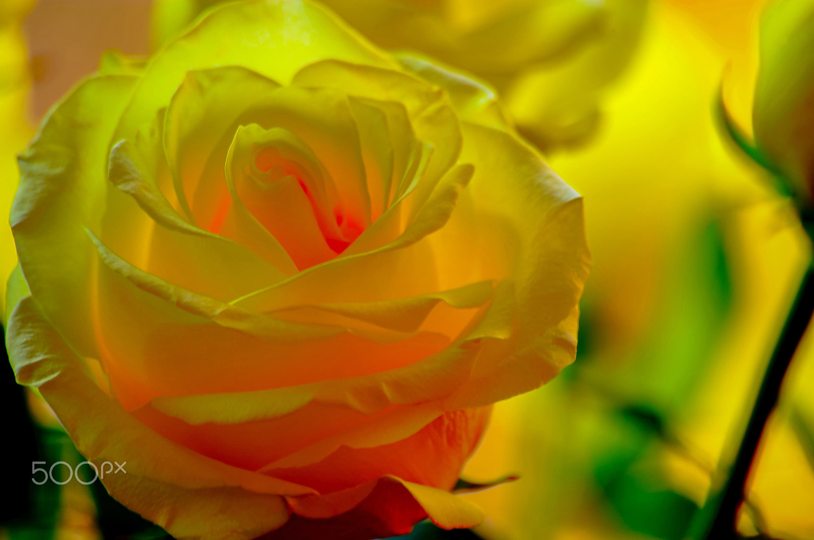 Sigma 70-300mm F4-5.6 APO DG Macro sample photo. The colours rose photography