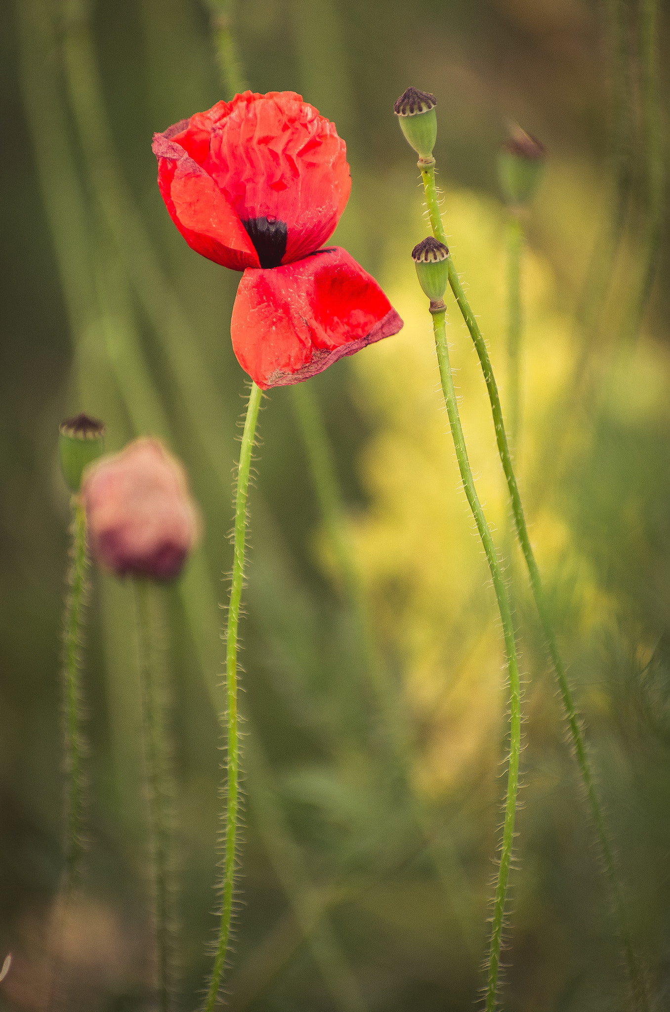 Pentax K-5 IIs sample photo. Маки photography