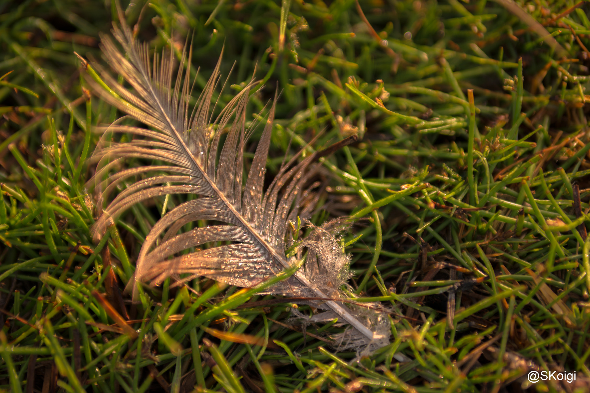 Samsung NX1 + Samsung NX 85mm F1.4 ED SSA sample photo. Fallen feather after the rain photography