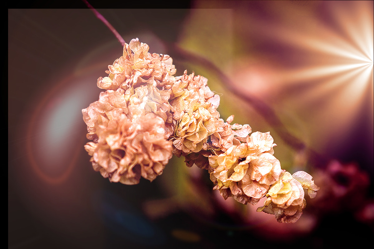 Canon EF 70-200mm F2.8L USM sample photo. Springtime photography