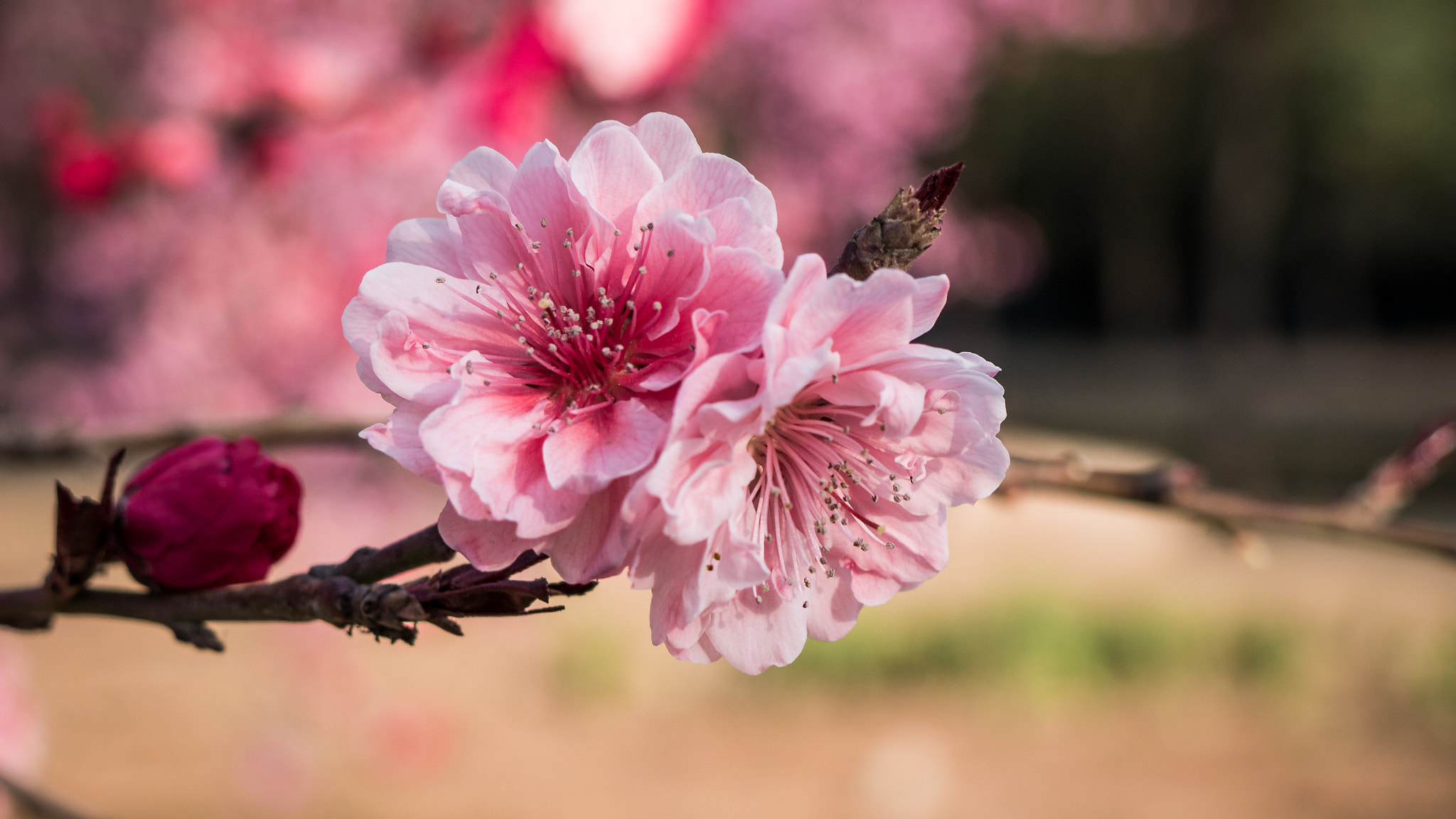 Panasonic Lumix DMC-GX7 sample photo. Spring photography