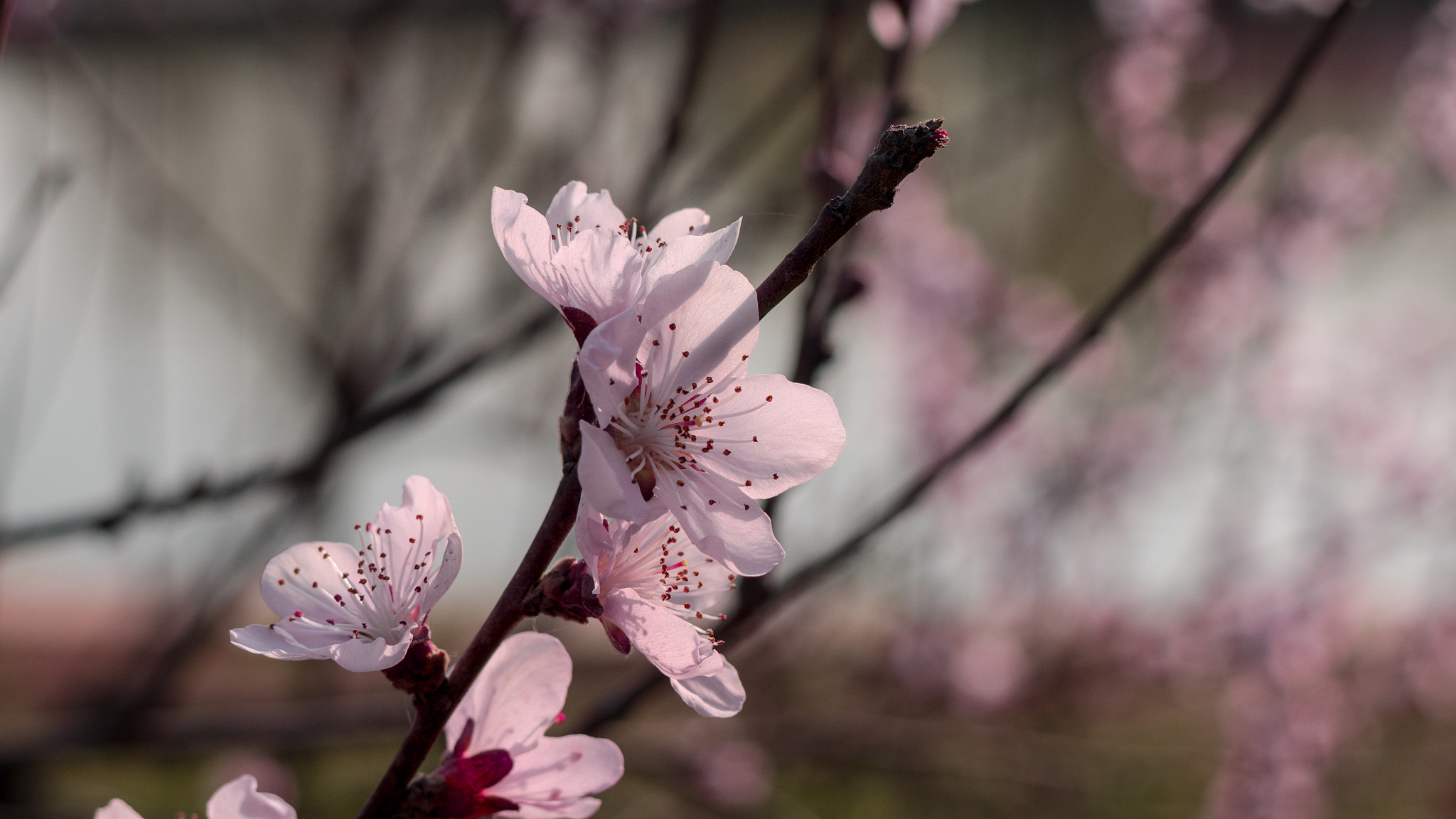 Panasonic Lumix DMC-GX7 sample photo. Spring photography