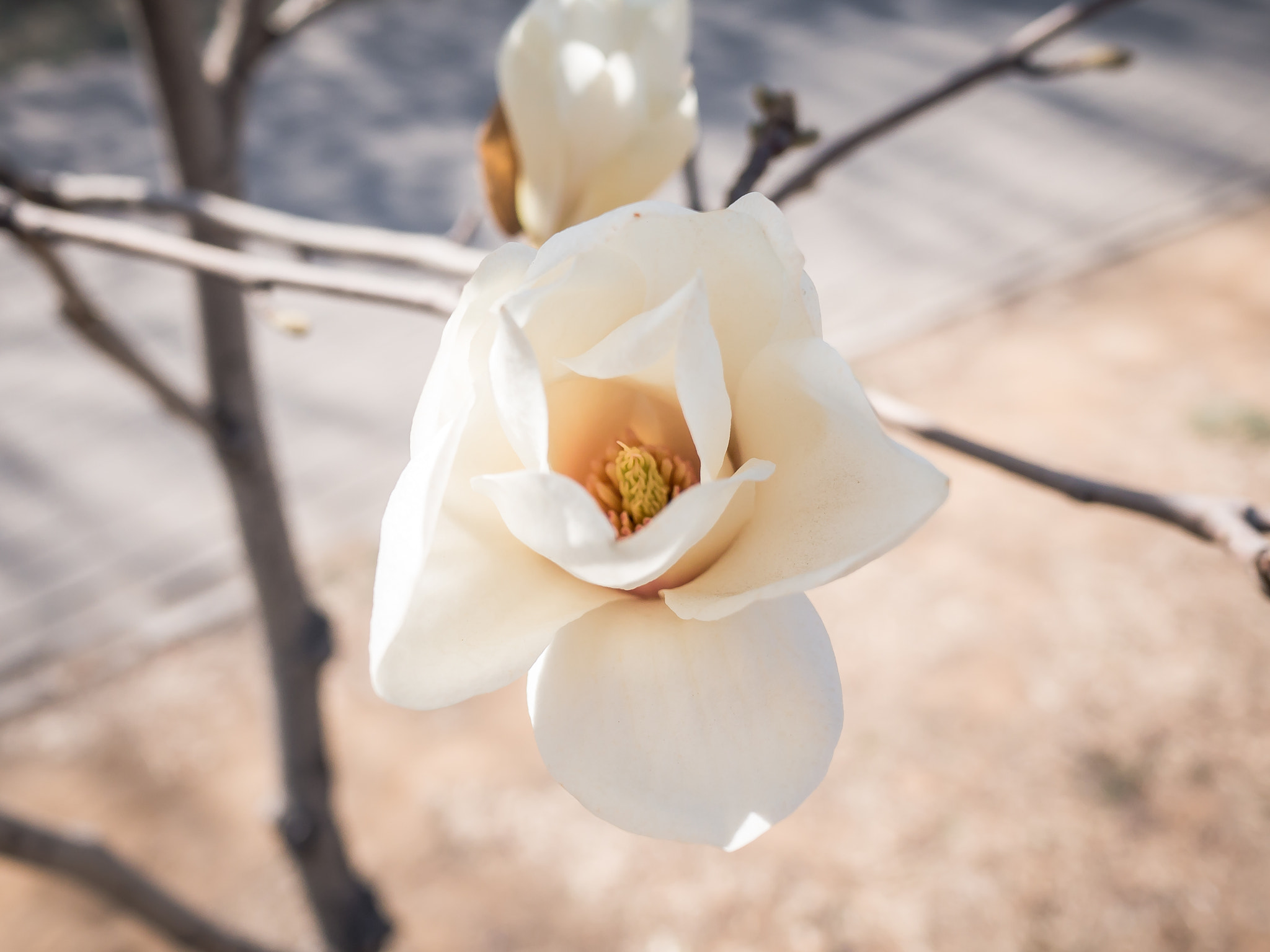 Panasonic Lumix DMC-GX7 + Panasonic Lumix G 14mm F2.5 ASPH sample photo. Spring photography