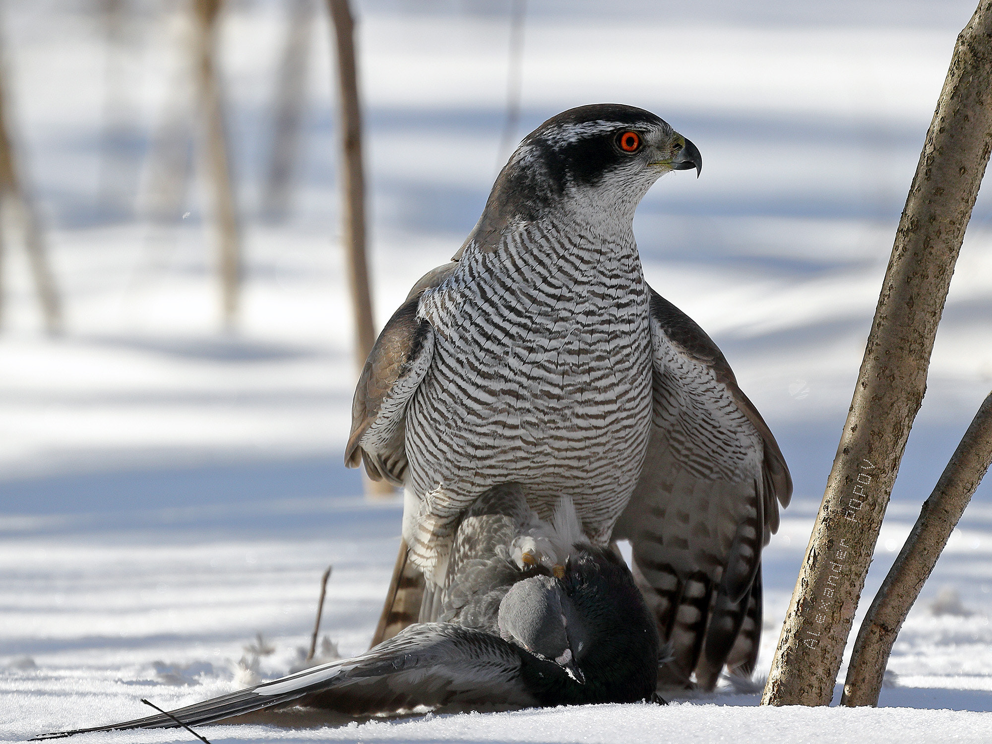 Canon EF 70-300mm F4-5.6L IS USM sample photo. Northern goshawk photography