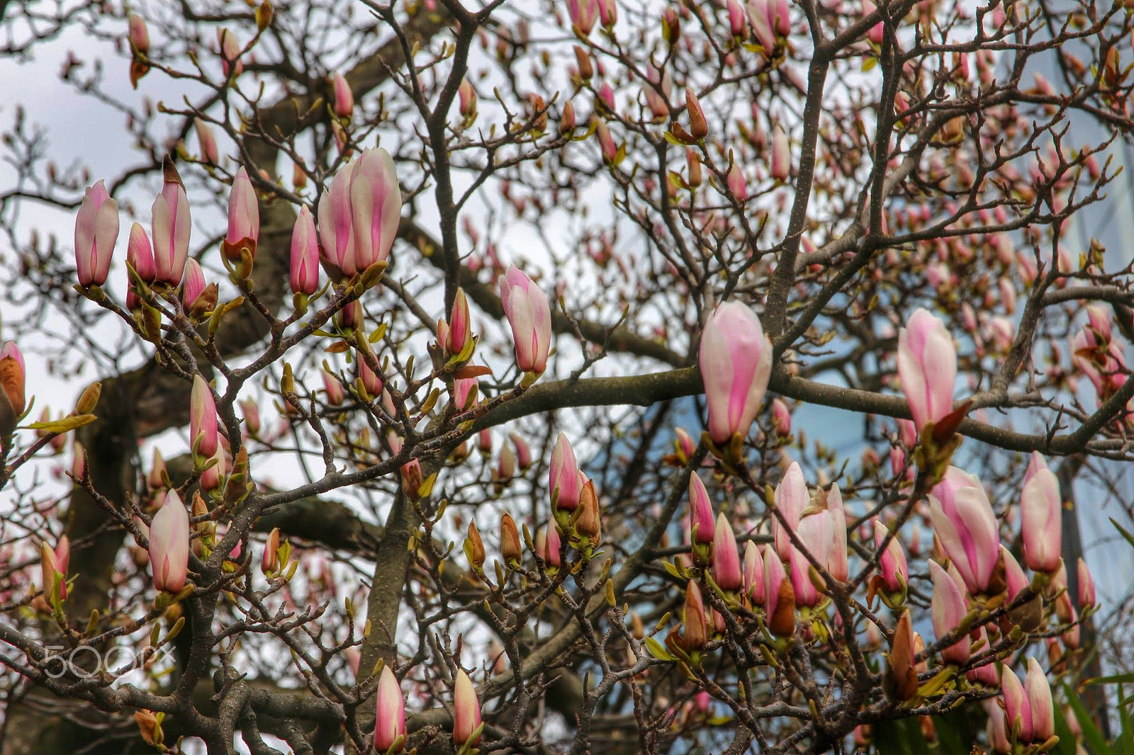 Canon EOS 650D (EOS Rebel T4i / EOS Kiss X6i) + Canon EF 500mm F4L IS USM sample photo. Magnolia tree photography