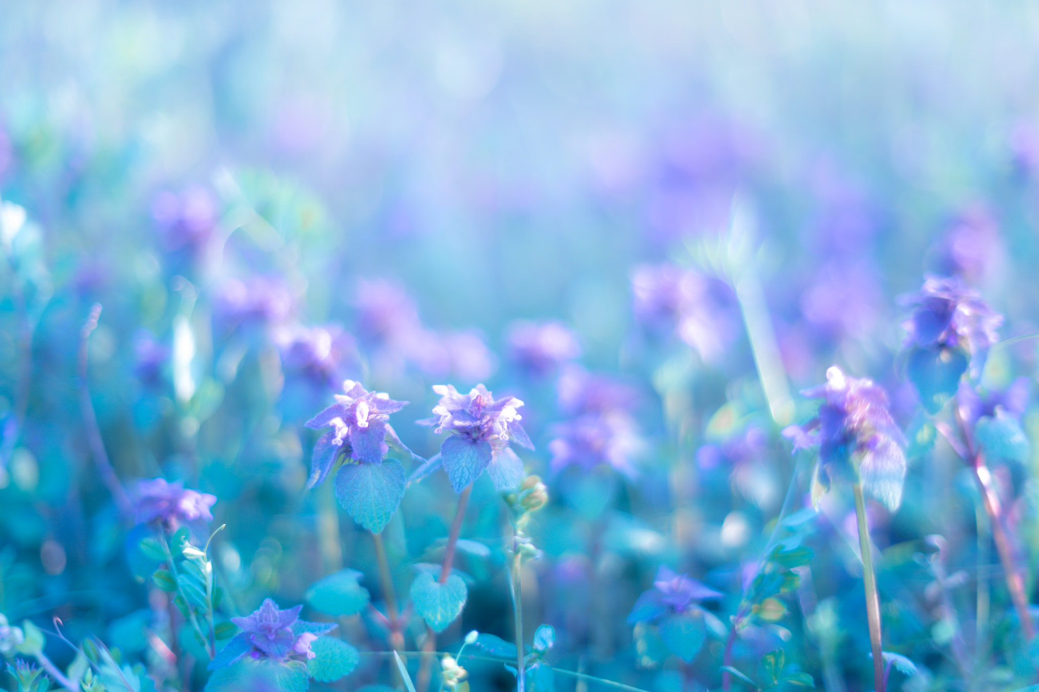 Sony a7 II + Sony 50mm F1.4 sample photo. 姫踊子草（purple deadnettle） photography