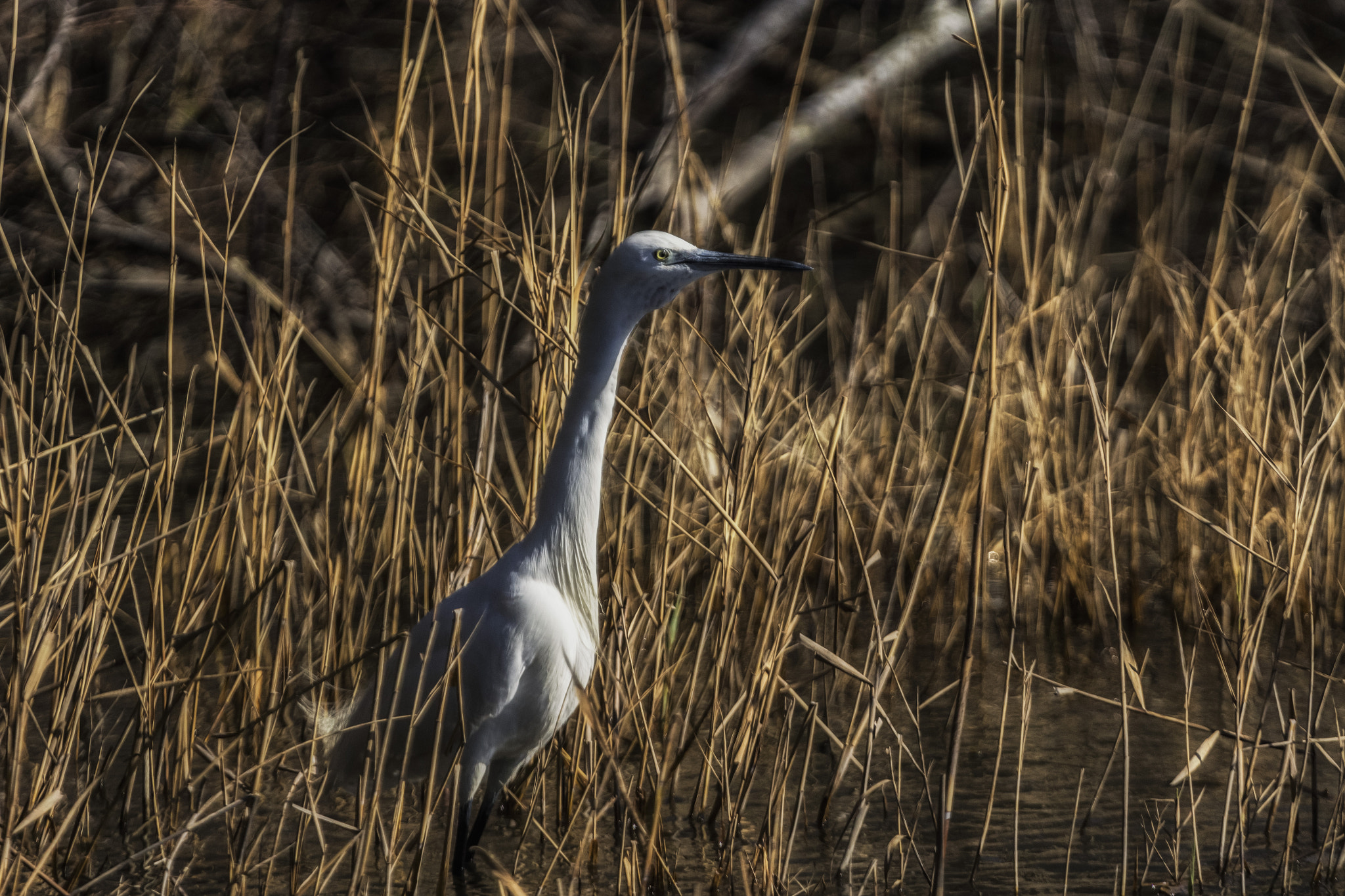 Canon EF 100-400mm F4.5-5.6L IS USM sample photo. Garzetta photography