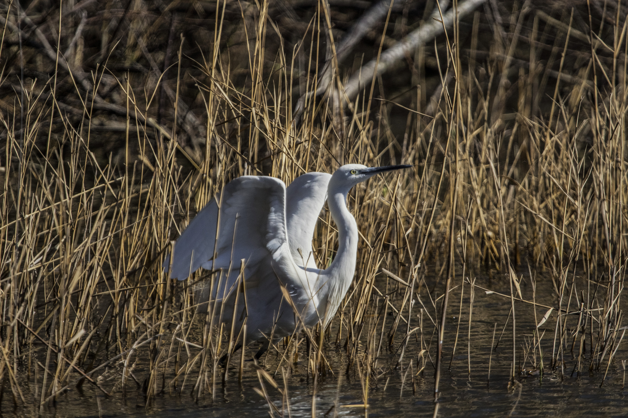 Canon EF 100-400mm F4.5-5.6L IS USM sample photo. Little egret photography