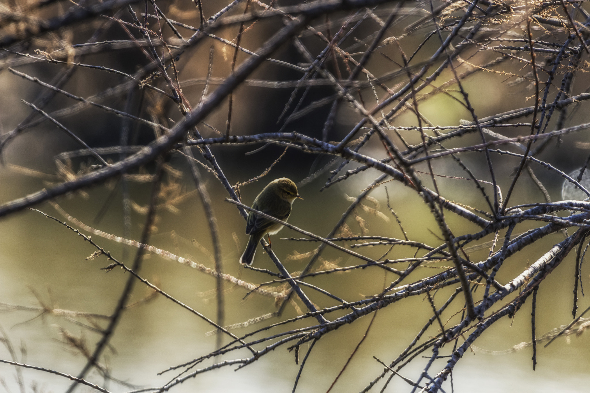 Canon EF 100-400mm F4.5-5.6L IS USM sample photo. Common chiffchaff photography