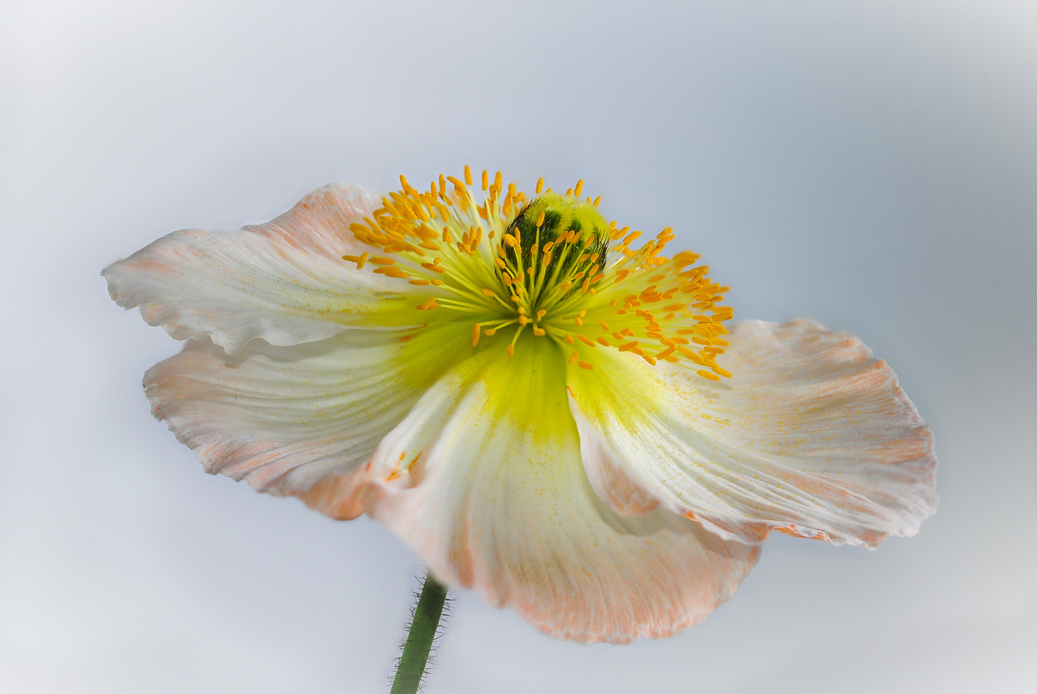 Sigma 105mm F2.8 EX DG OS HSM sample photo. Bride photography