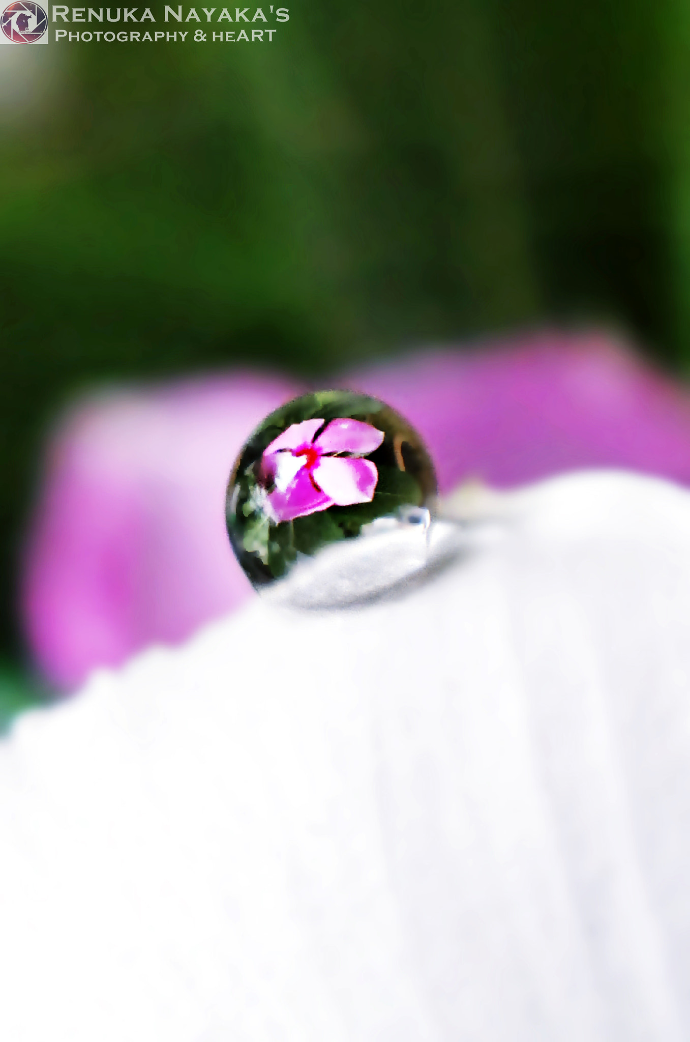 Sony DSC-TX1 sample photo. Flower trapped in a drop photography