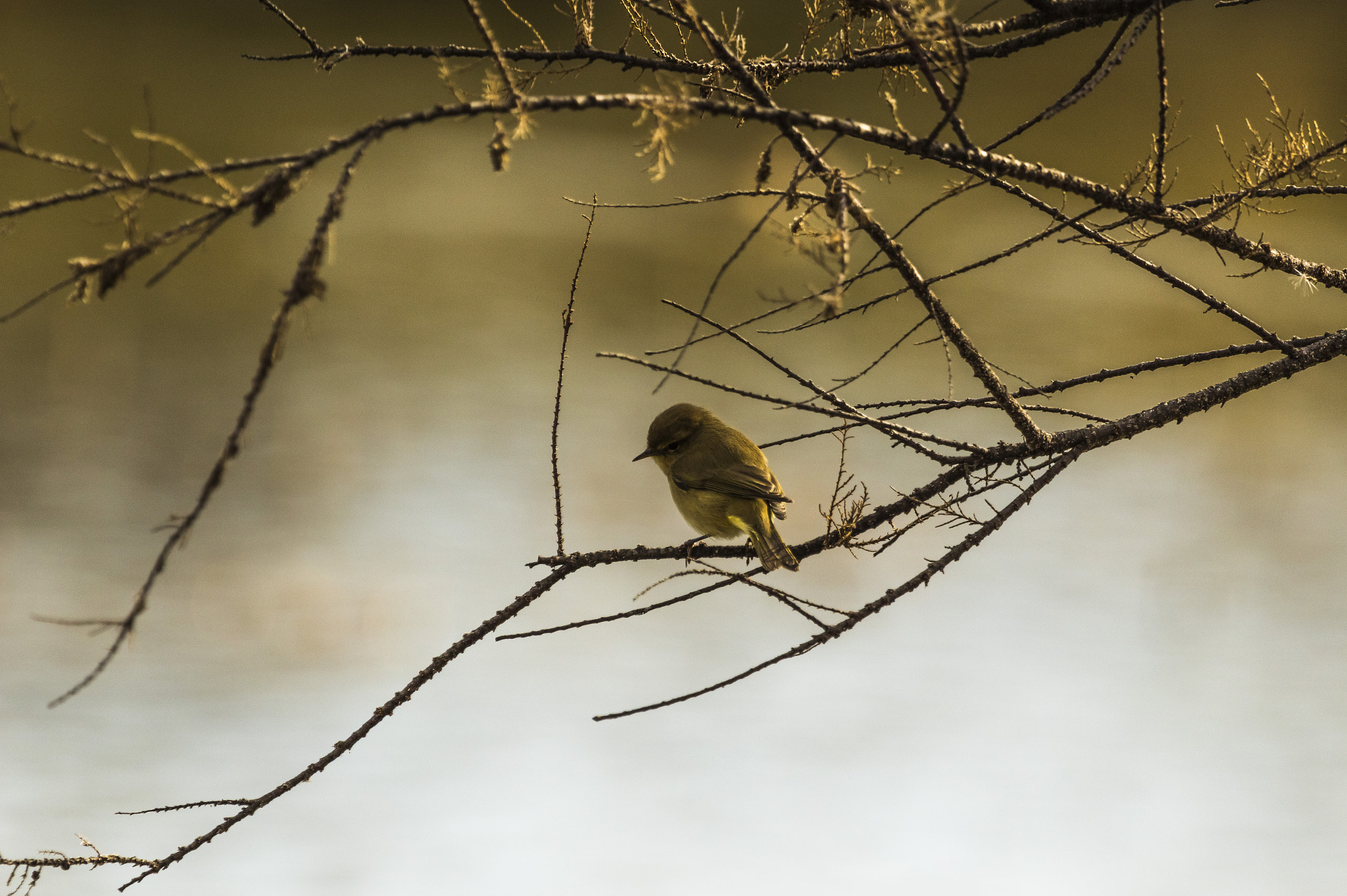 Canon EF 100-400mm F4.5-5.6L IS USM sample photo. The rest of the common chiffchaff photography