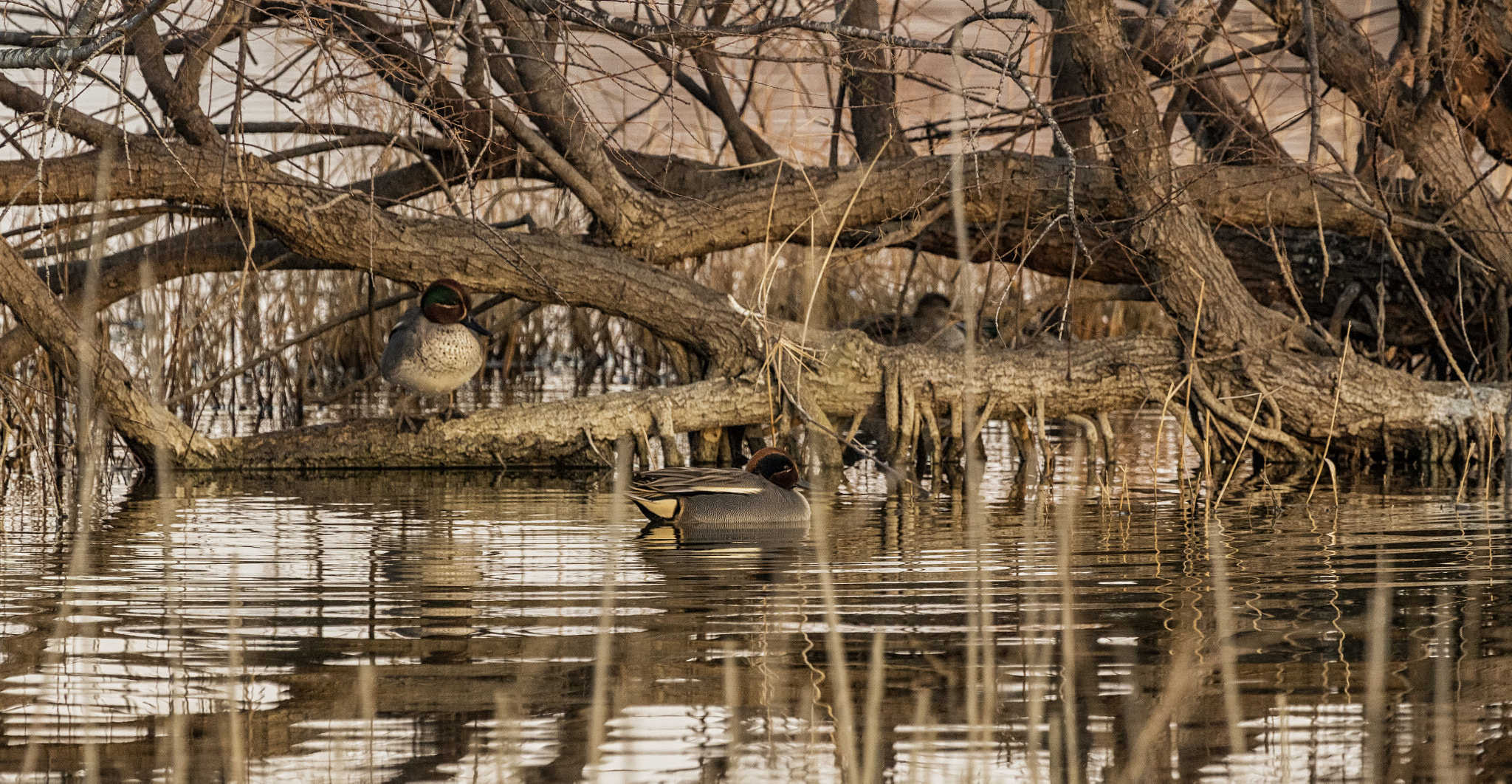 Canon EF 100-400mm F4.5-5.6L IS USM sample photo. Eurasian teal photography
