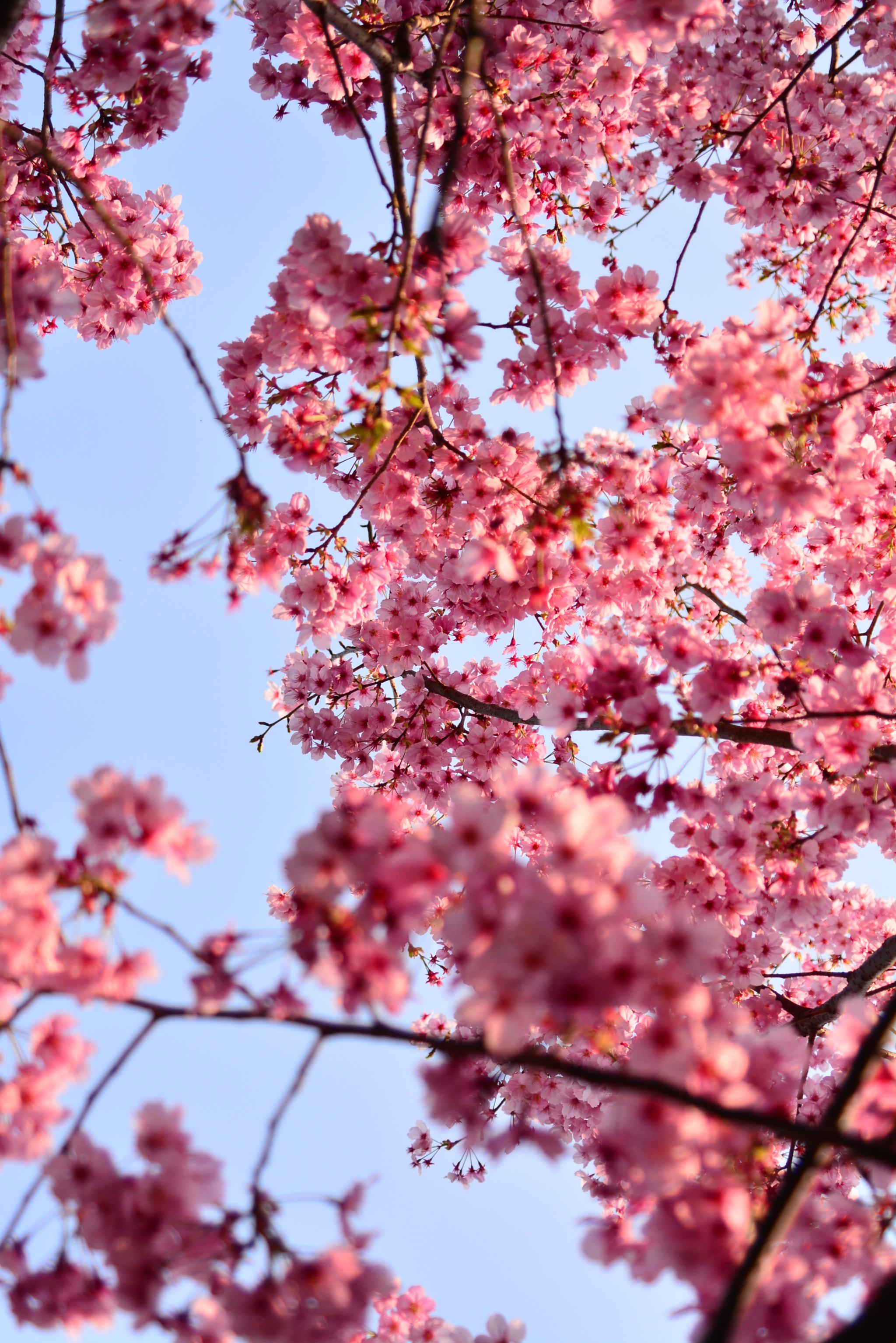 Manual Lens No CPU sample photo. 桜 photography