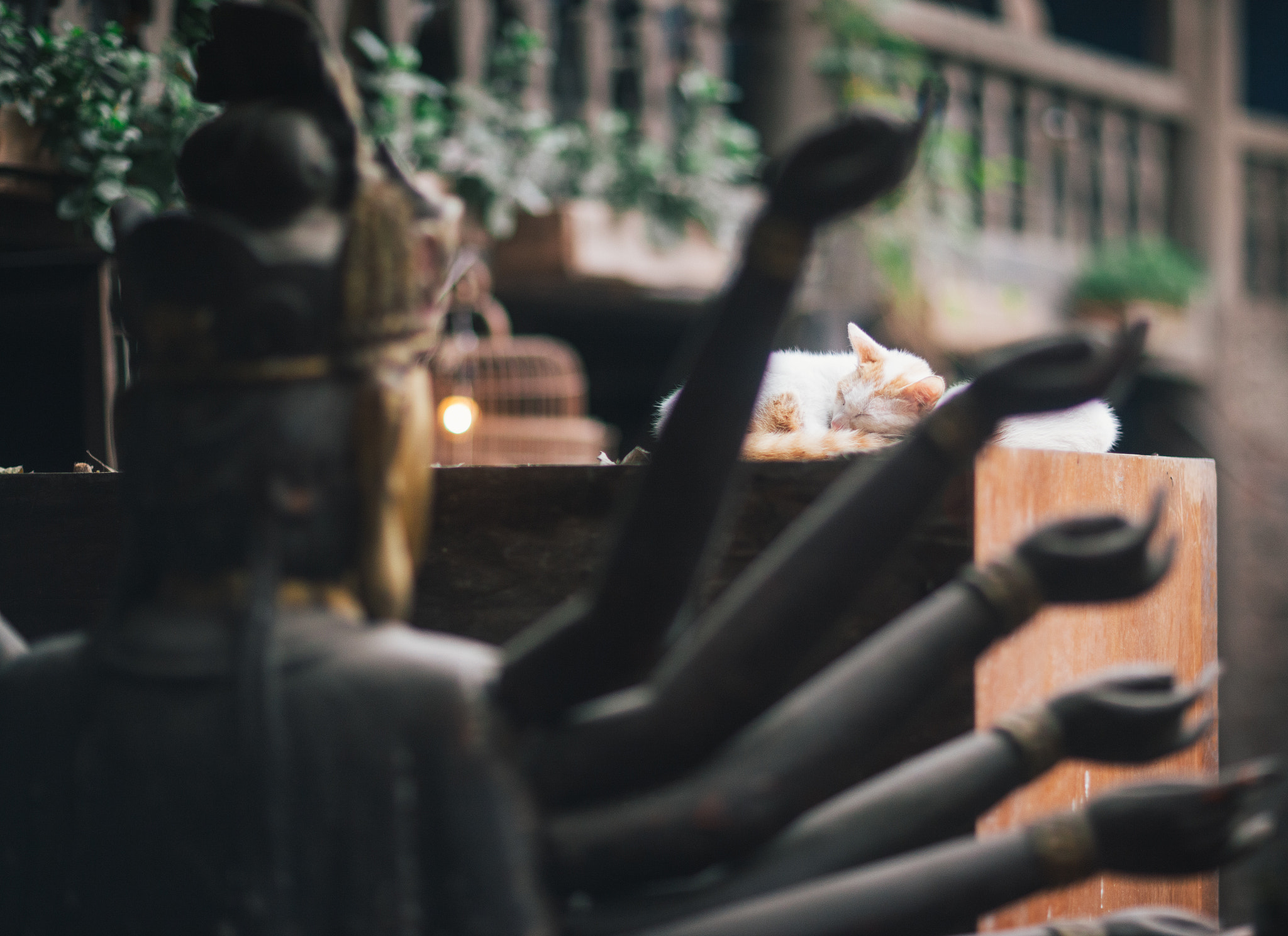 Canon EF 85mm F1.2 sample photo. Budha photography