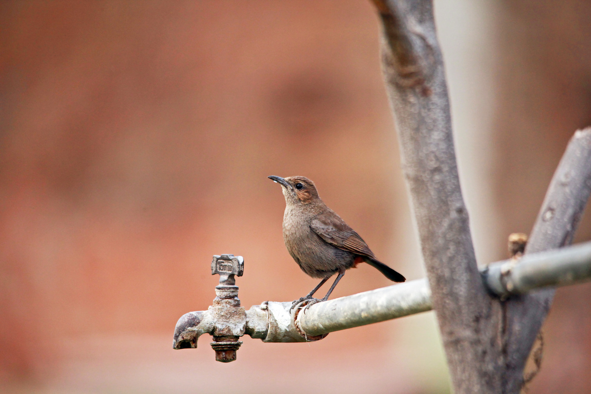 Sigma 150-500mm F5-6.3 DG OS HSM sample photo. Thirsty bird photography