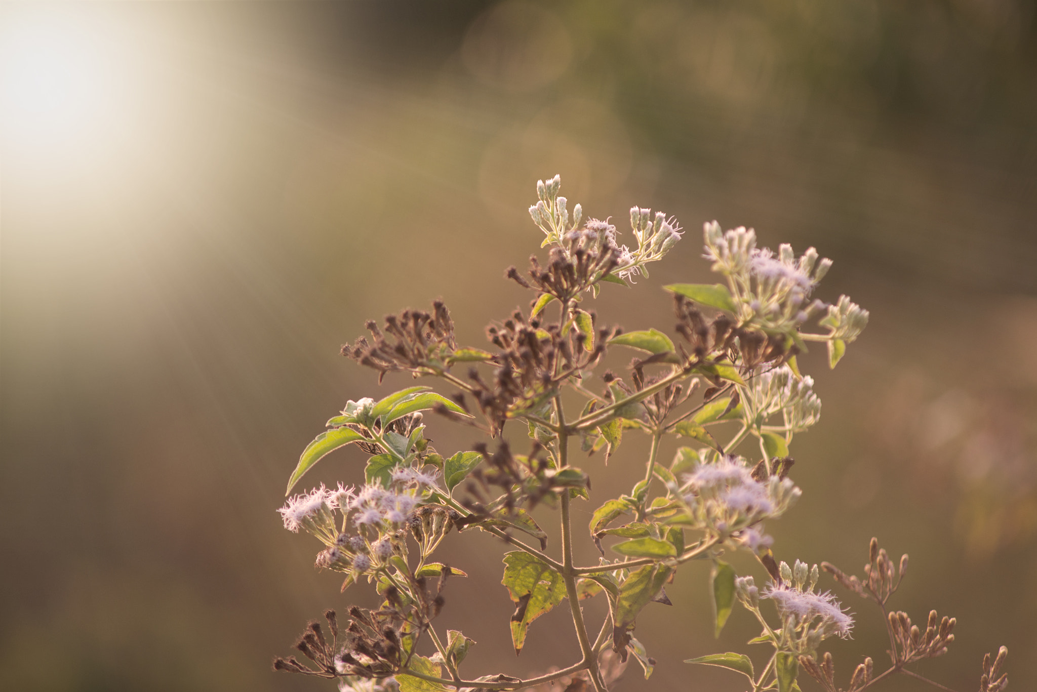 Nikon D610 + AF Zoom-Nikkor 70-210mm f/4 sample photo. No name photography