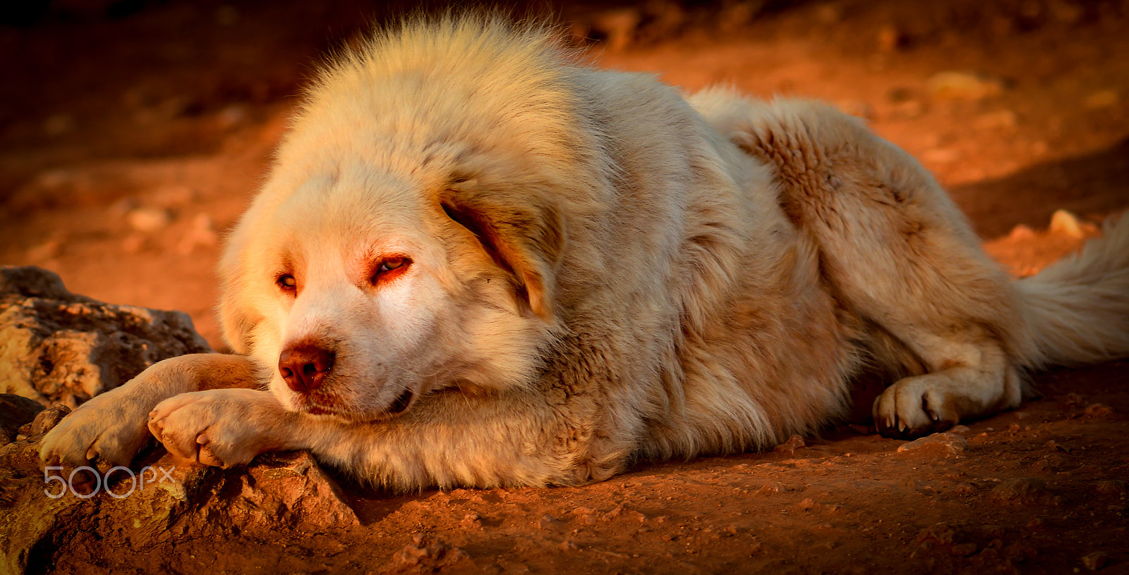Nikon D800 + AF Nikkor 180mm f/2.8 IF-ED sample photo. Daydream believer... photography