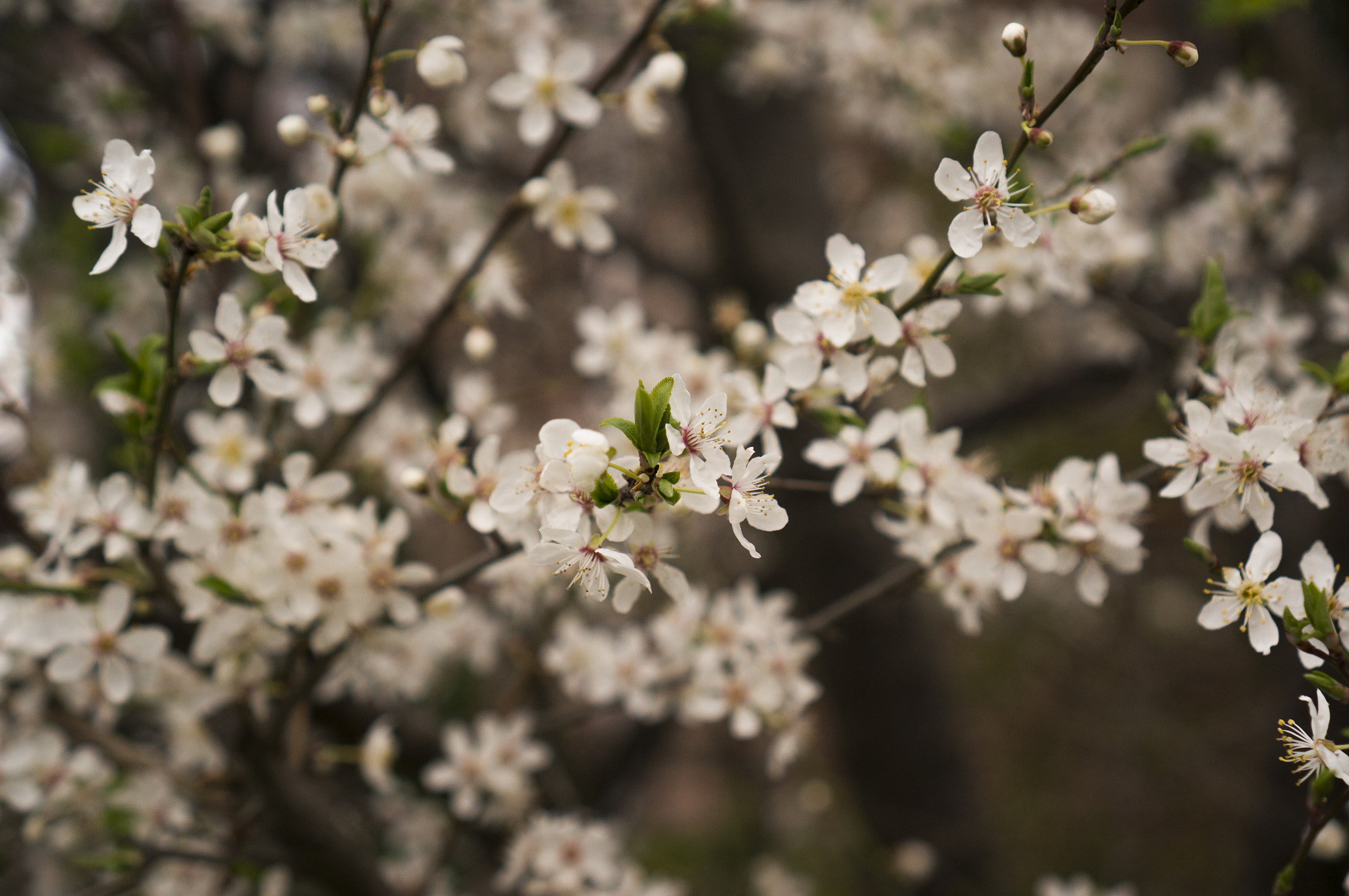 Sony Alpha NEX-6 + Sony E 35mm F1.8 OSS sample photo. Spring is coming photography
