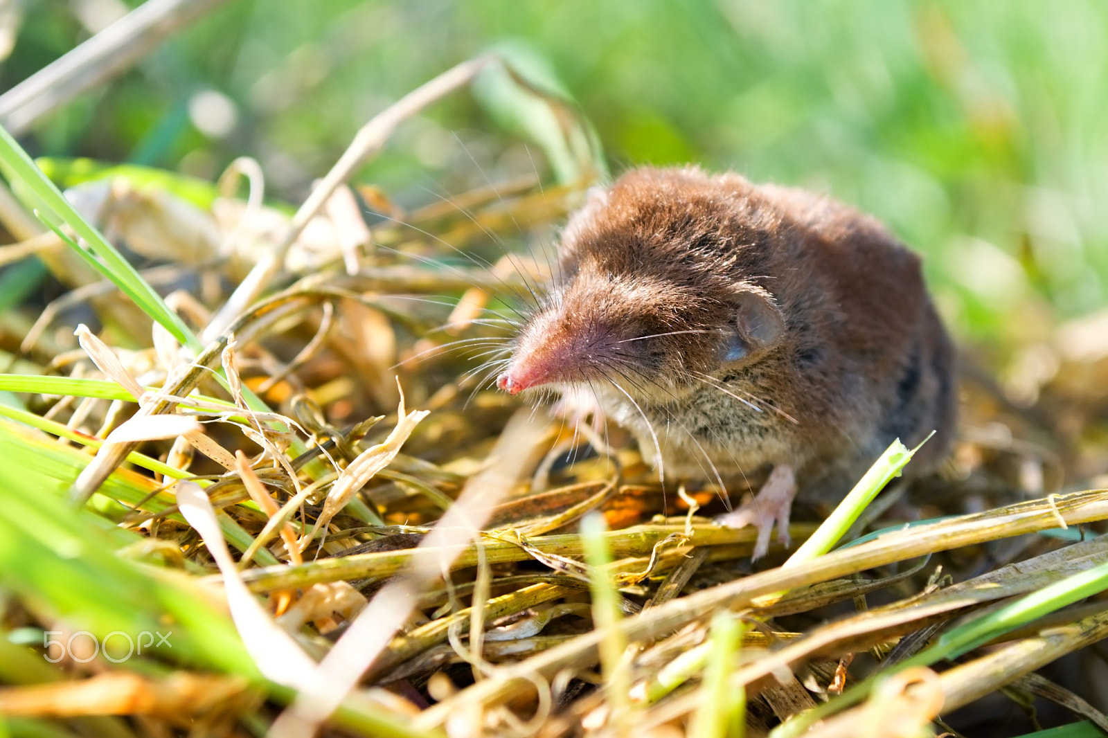 Nikon D5100 + 18.00 - 55.00 mm f/3.5 - 5.6 sample photo. Close up of the bicolored shrew in the nature photography