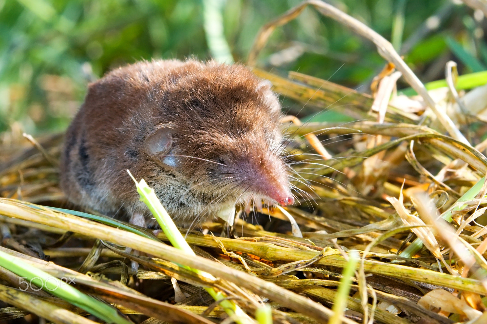 18.00 - 55.00 mm f/3.5 - 5.6 sample photo. Close up of the bicolored shrew in the nature photography