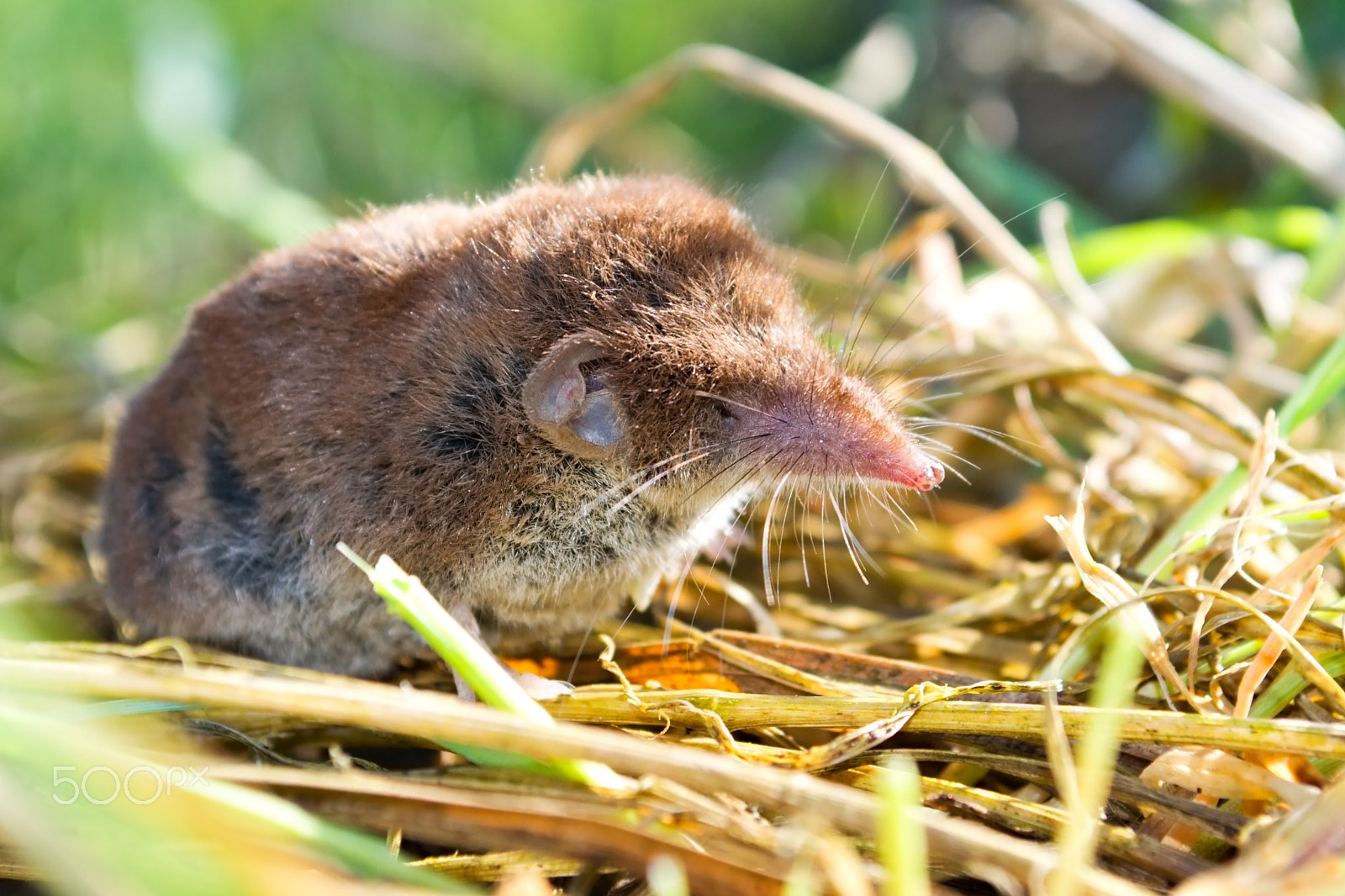 Nikon D5100 + 18.00 - 55.00 mm f/3.5 - 5.6 sample photo. Close up of the bicolored shrew in the nature photography