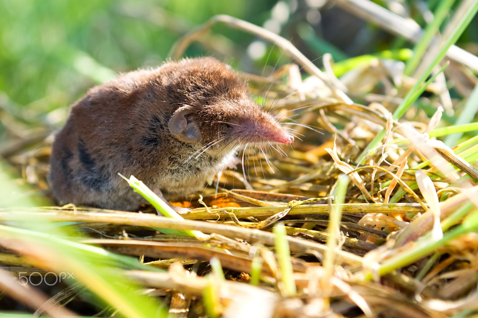 Nikon D5100 + 18.00 - 55.00 mm f/3.5 - 5.6 sample photo. Close up of the bicolored shrew in the nature photography
