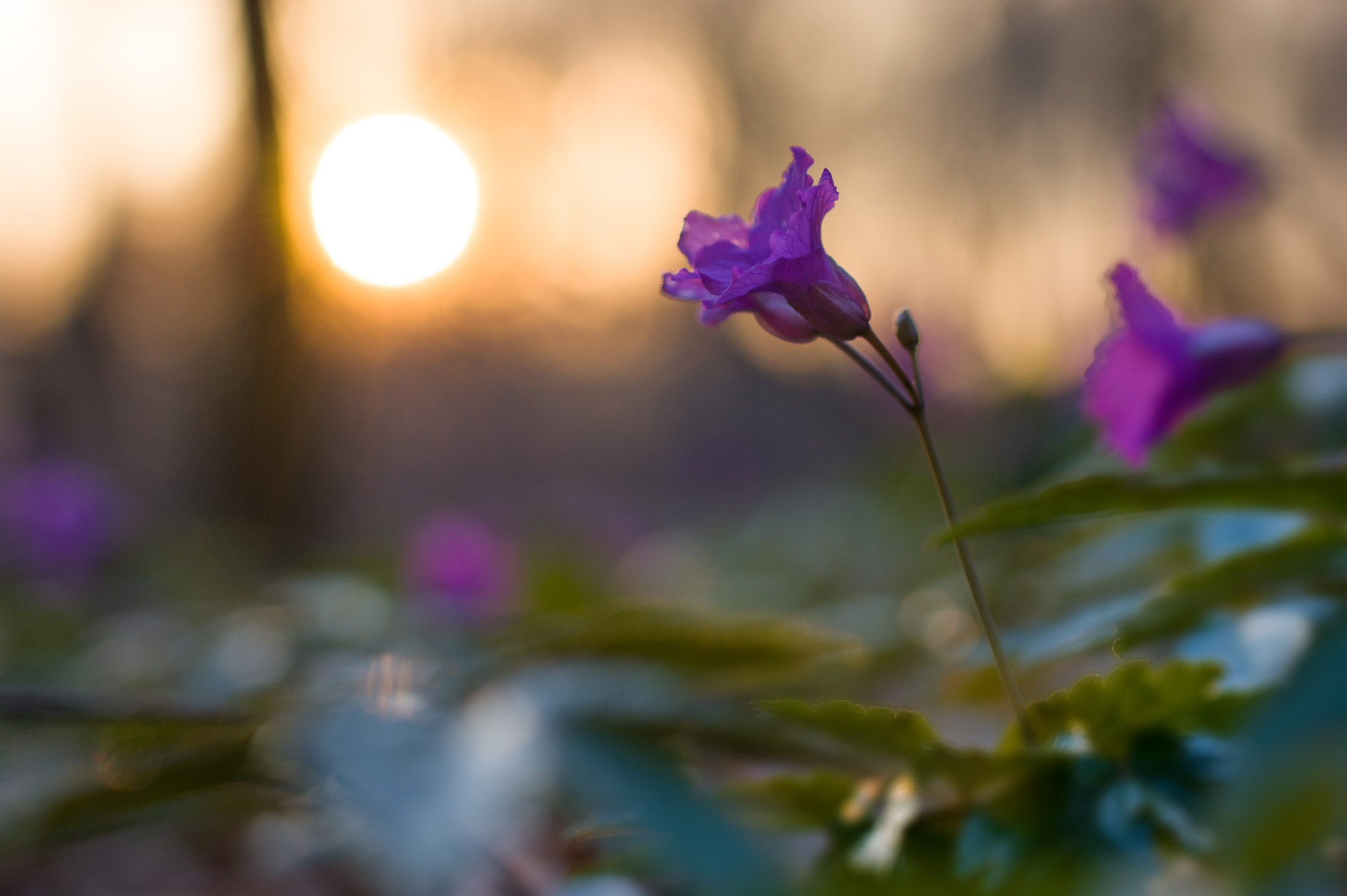 Sony Alpha DSLR-A290 + Sigma 30mm F1.4 EX DC HSM sample photo. Spring photography