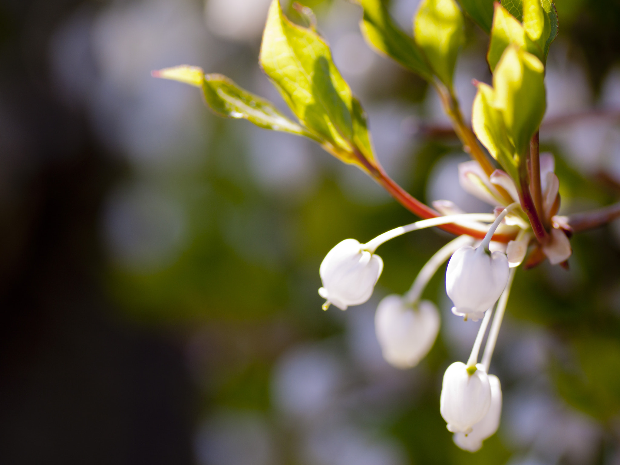 Canon EOS 50D + Tamron SP AF 90mm F2.8 Di Macro sample photo. ドウダンツツジ（enkianthus perulatus） photography