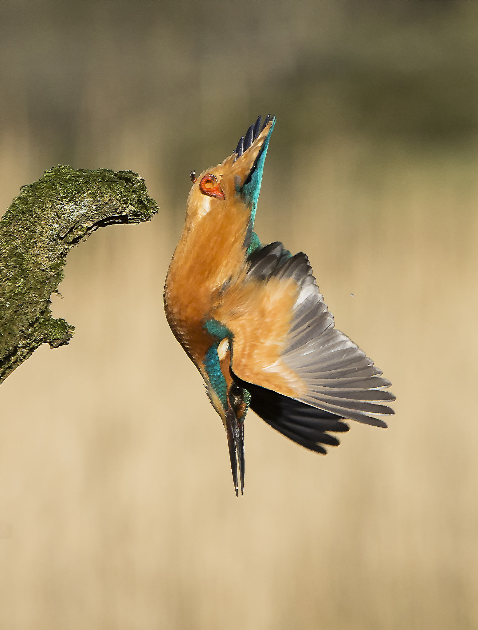 Canon EF 70-200mm F2.8L IS USM sample photo. Kingfisher dive photography