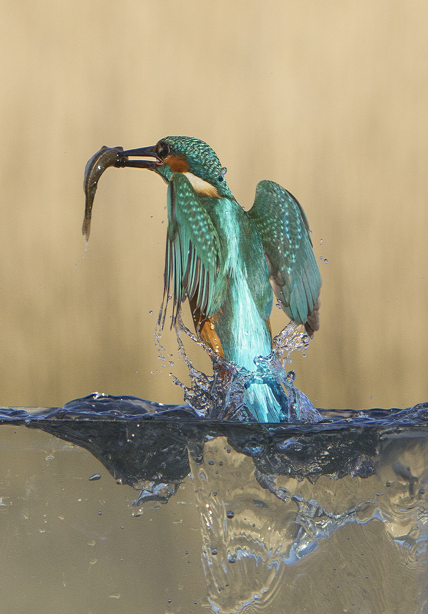 Canon EOS 60D + Canon EF 70-200mm F2.8L IS USM sample photo. Kingfisher lunch photography