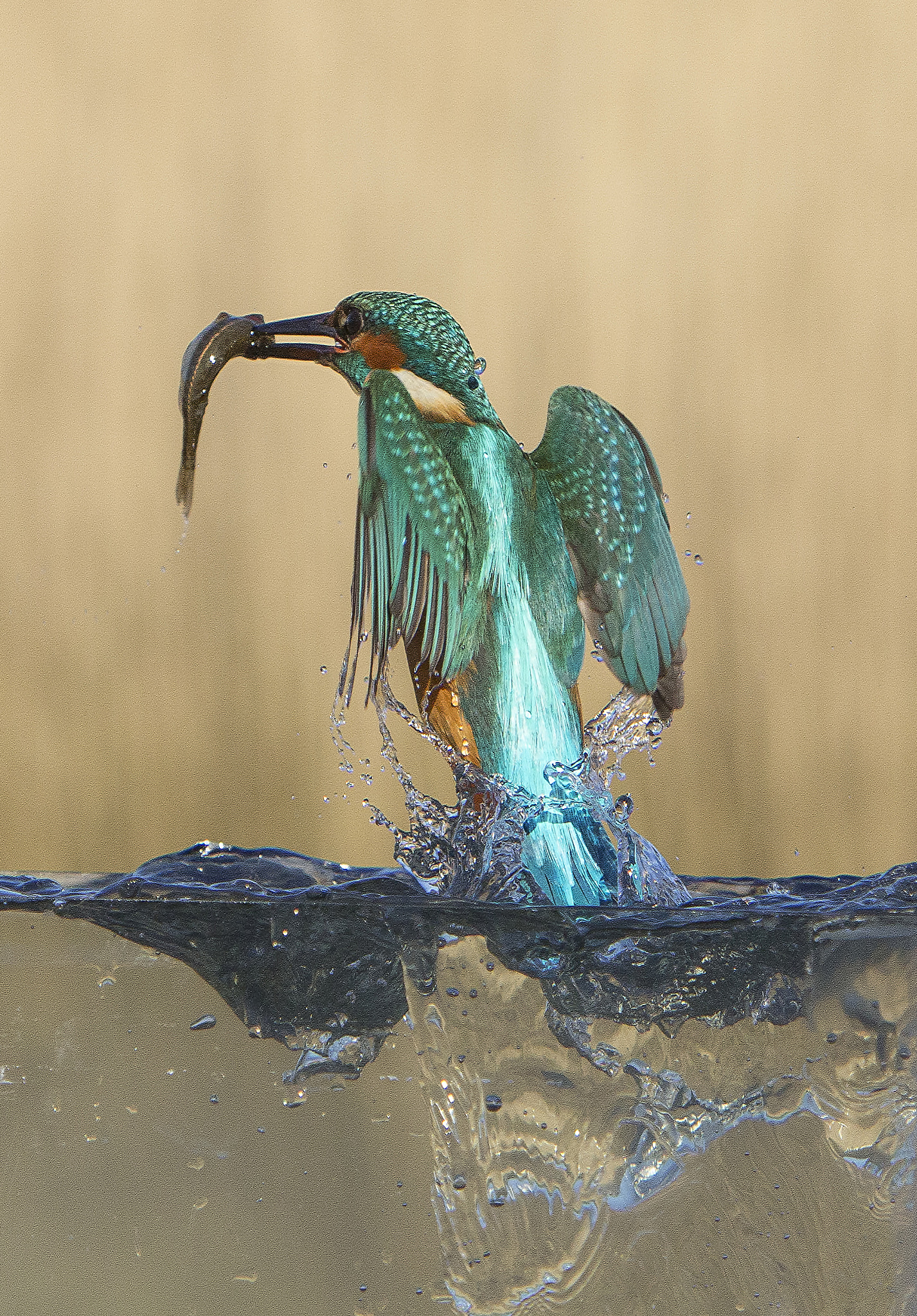 Canon EF 70-200mm F2.8L IS USM sample photo. Kingfisher lunch photography