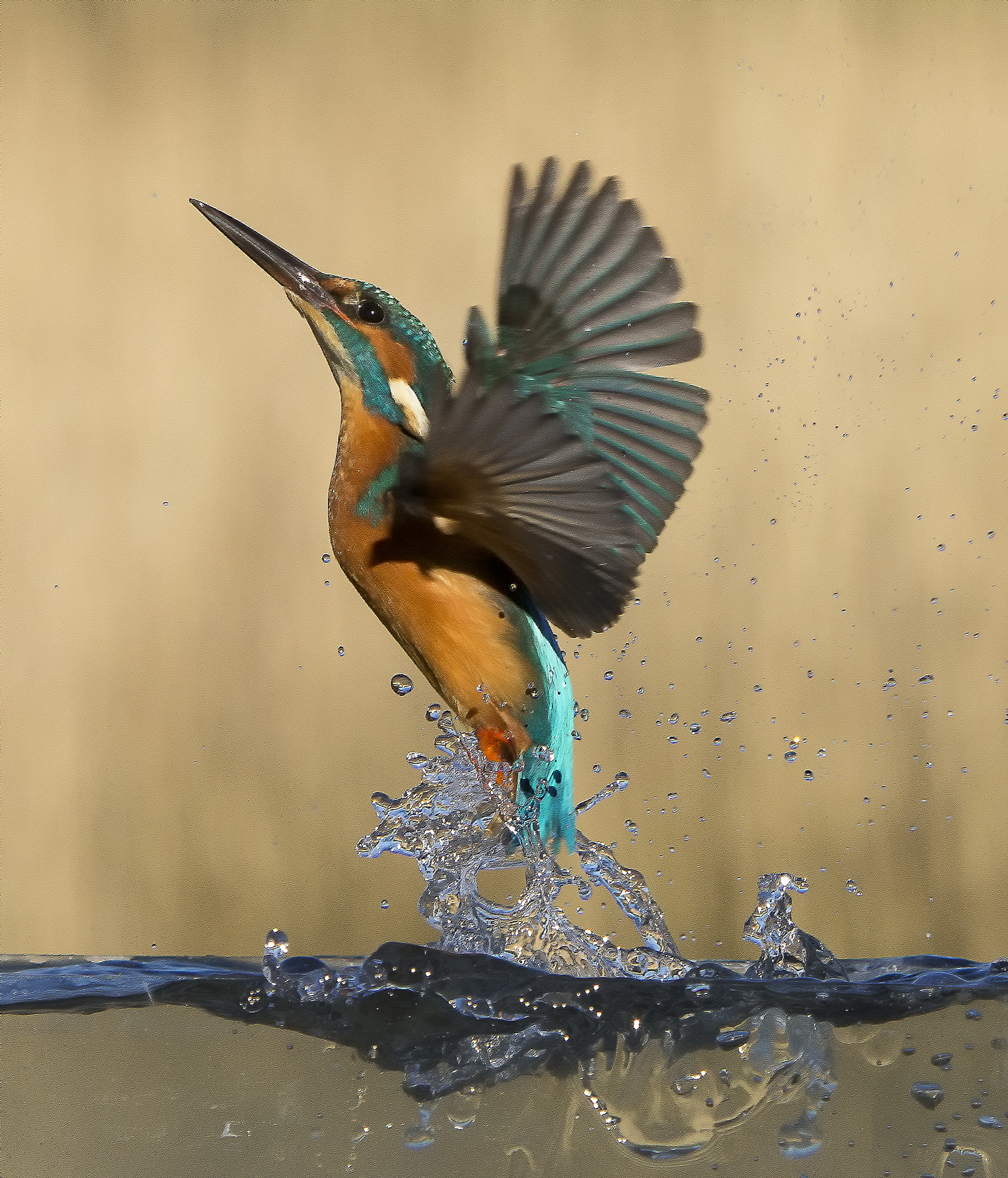 Canon EF 70-200mm F2.8L IS USM sample photo. Kingfisher missed lunch photography