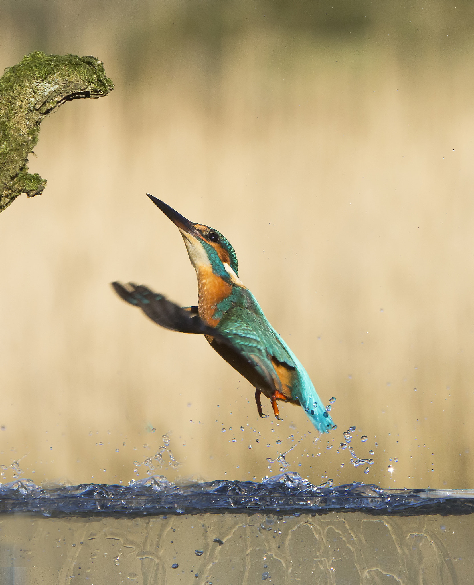 Canon EOS 60D + Canon EF 70-200mm F2.8L IS USM sample photo. Kingfisher missed lunch 2 photography