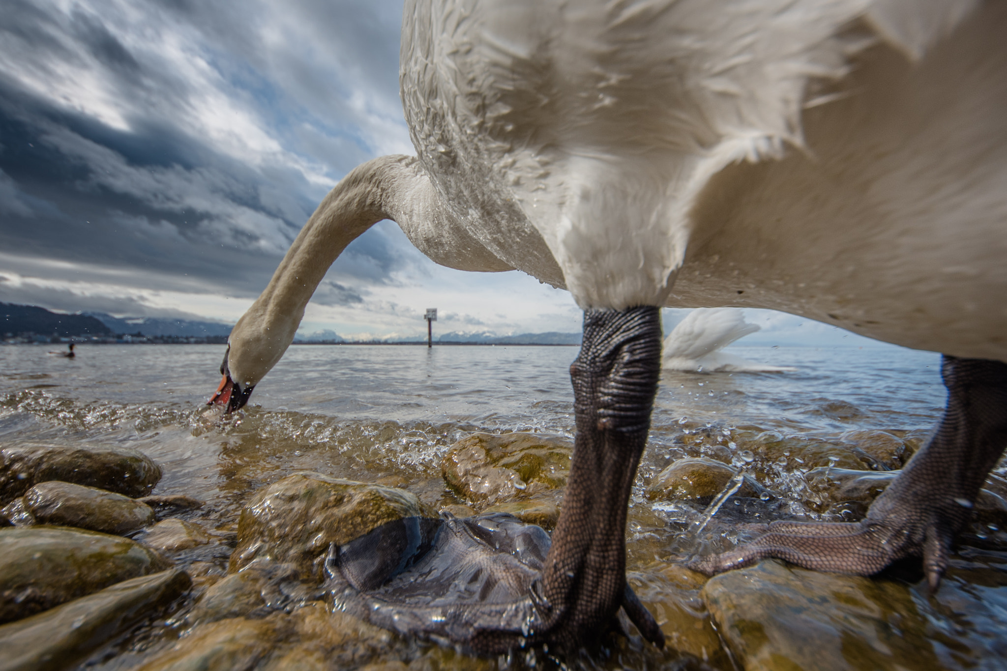 Sigma 8-16mm F4.5-5.6 DC HSM sample photo. Hungry photography