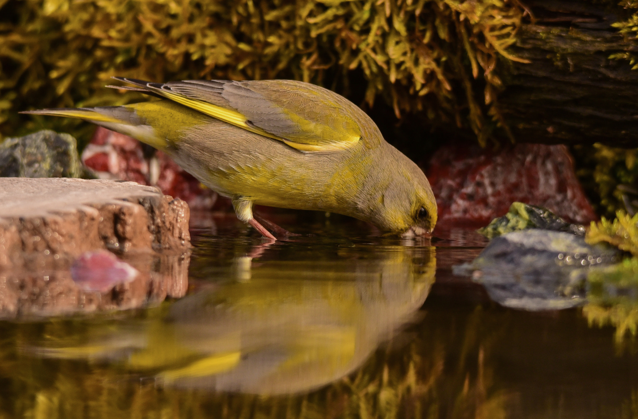 Sigma 120-400mm F4.5-5.6 DG OS HSM sample photo. Greenfinch photography