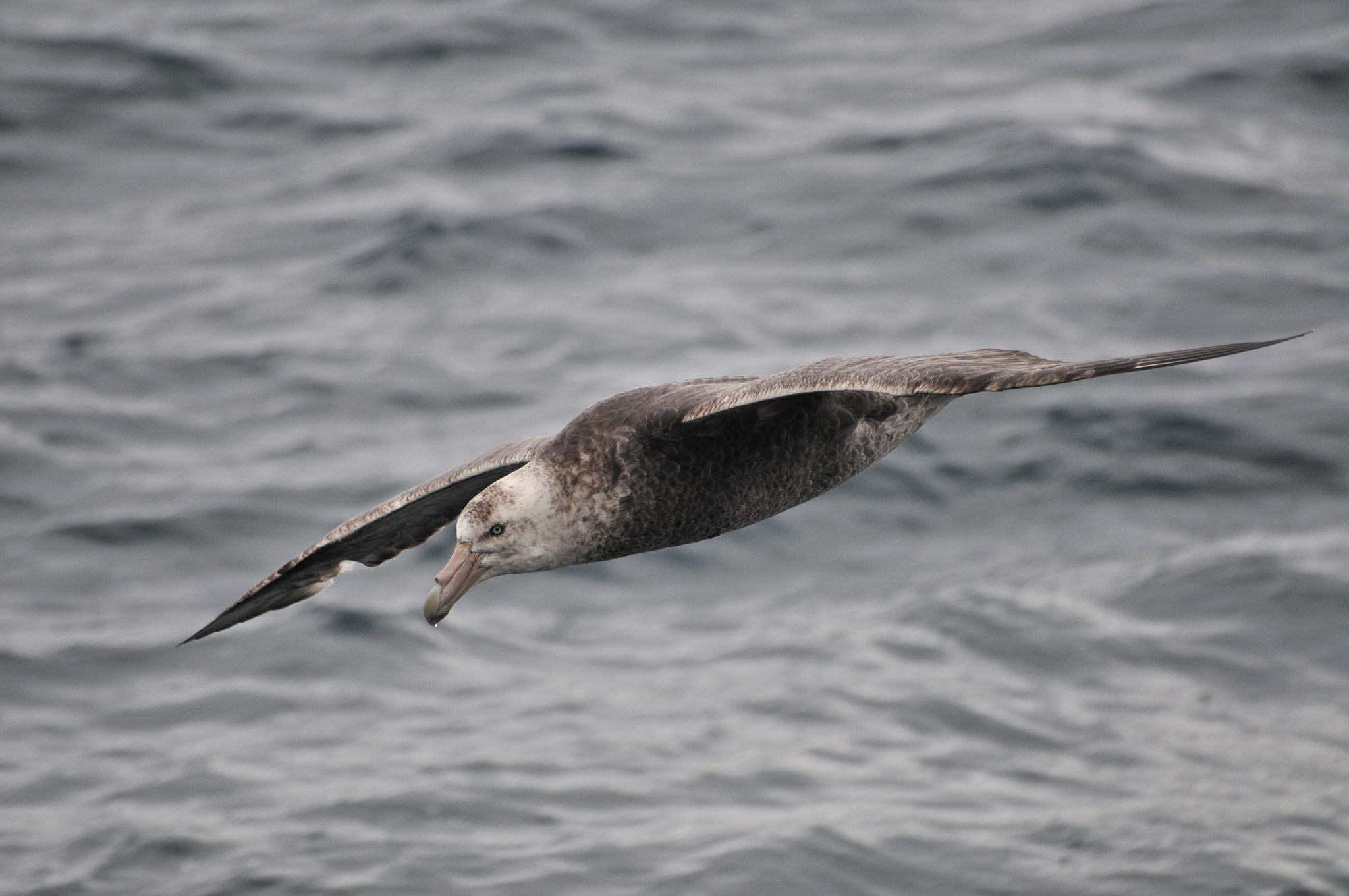 Sigma 70-300mm F4-5.6 APO DG Macro sample photo. Southern giant fulmar photography