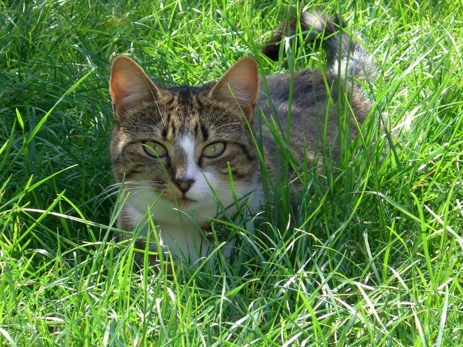 CASIO EX-Z1000 sample photo. Play with me photography