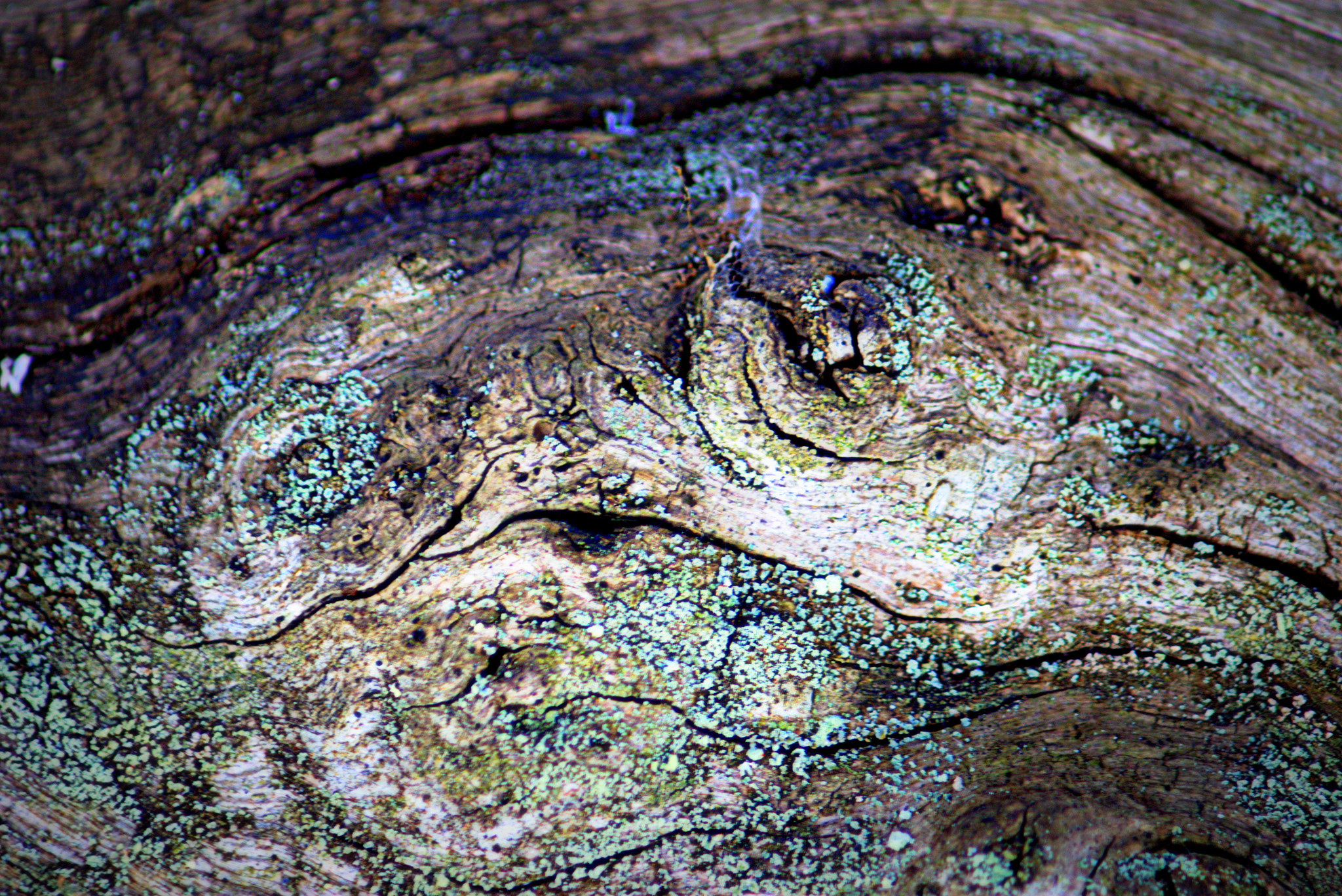 Minolta AF 70-210mm F4.5-5.6 [II] sample photo. Snake face photography