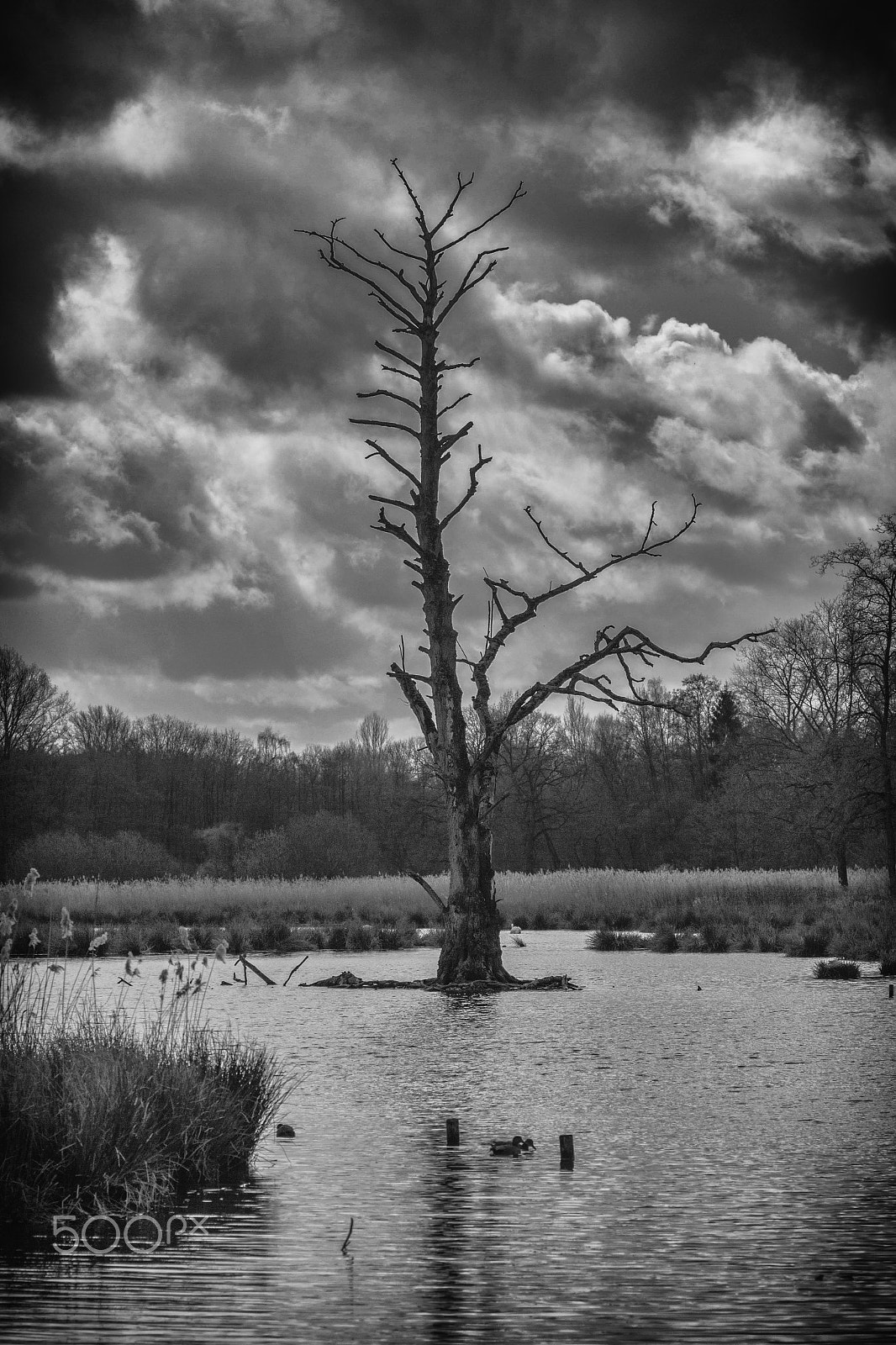 Canon EOS 7D + Canon EF 70-200mm F2.8L IS USM sample photo. Lonesome tree photography