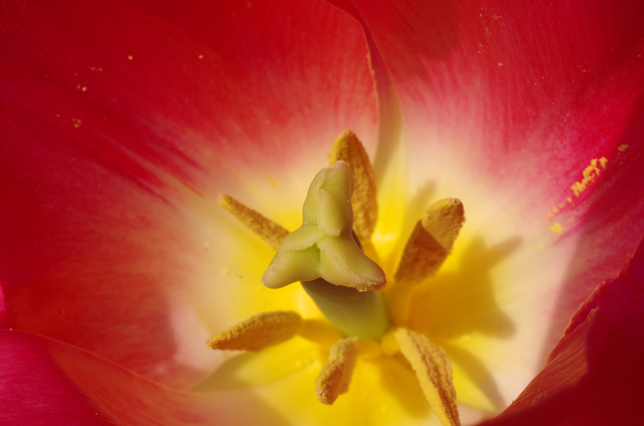 Pentax K-5 + HD Pentax DA 35mm F2.8 Macro Limited sample photo. Tulip photography