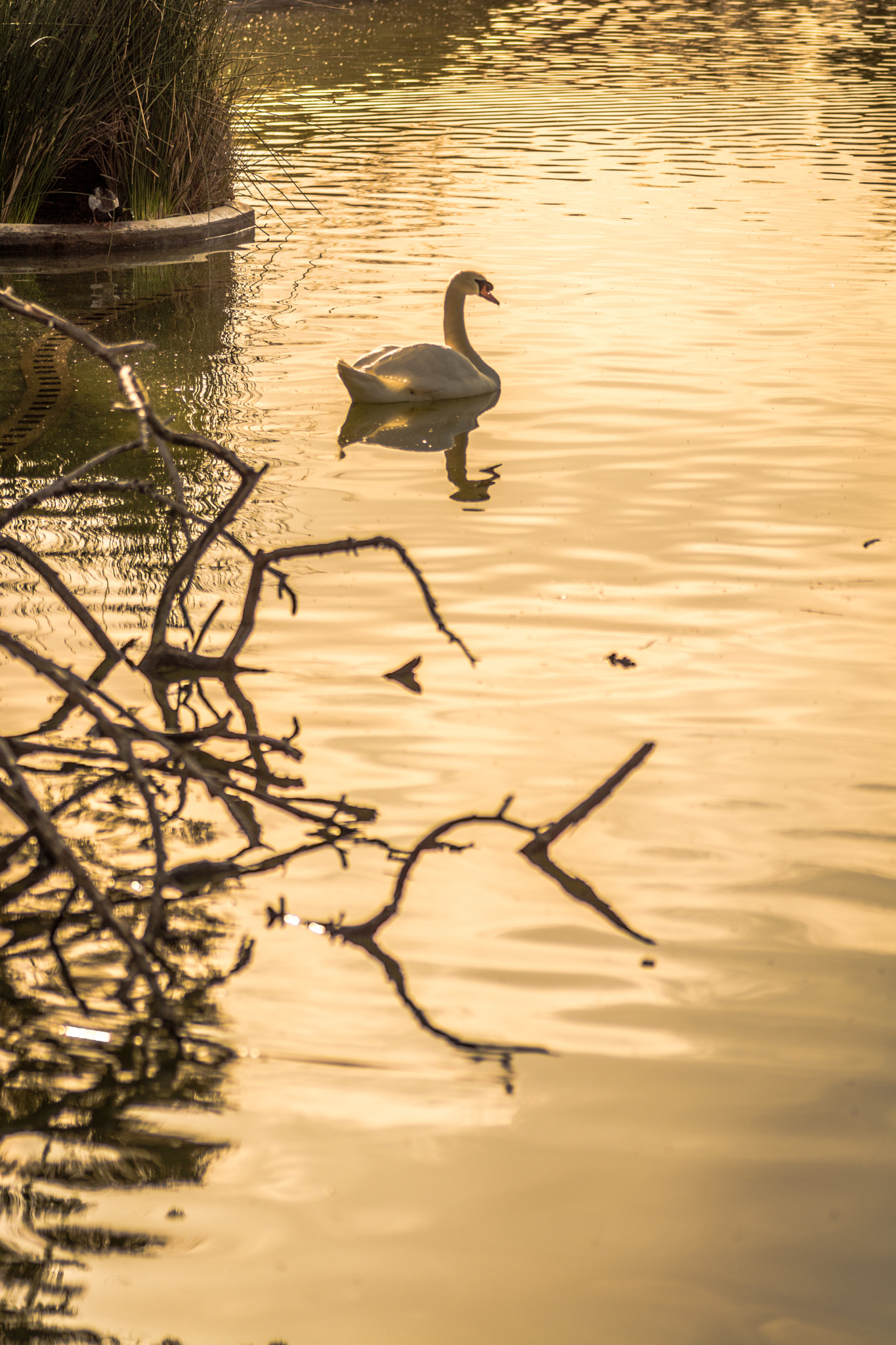 Tamron SP AF 90mm F2.8 Di Macro sample photo. Golden swan photography