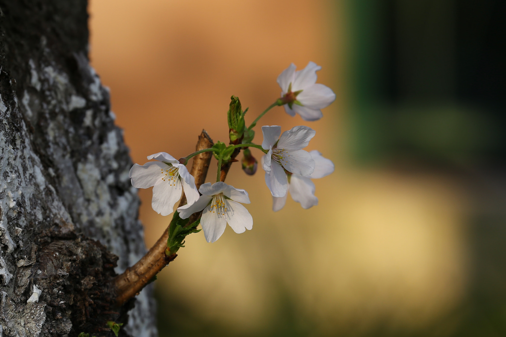 Canon EF 70-300mm F4-5.6L IS USM sample photo