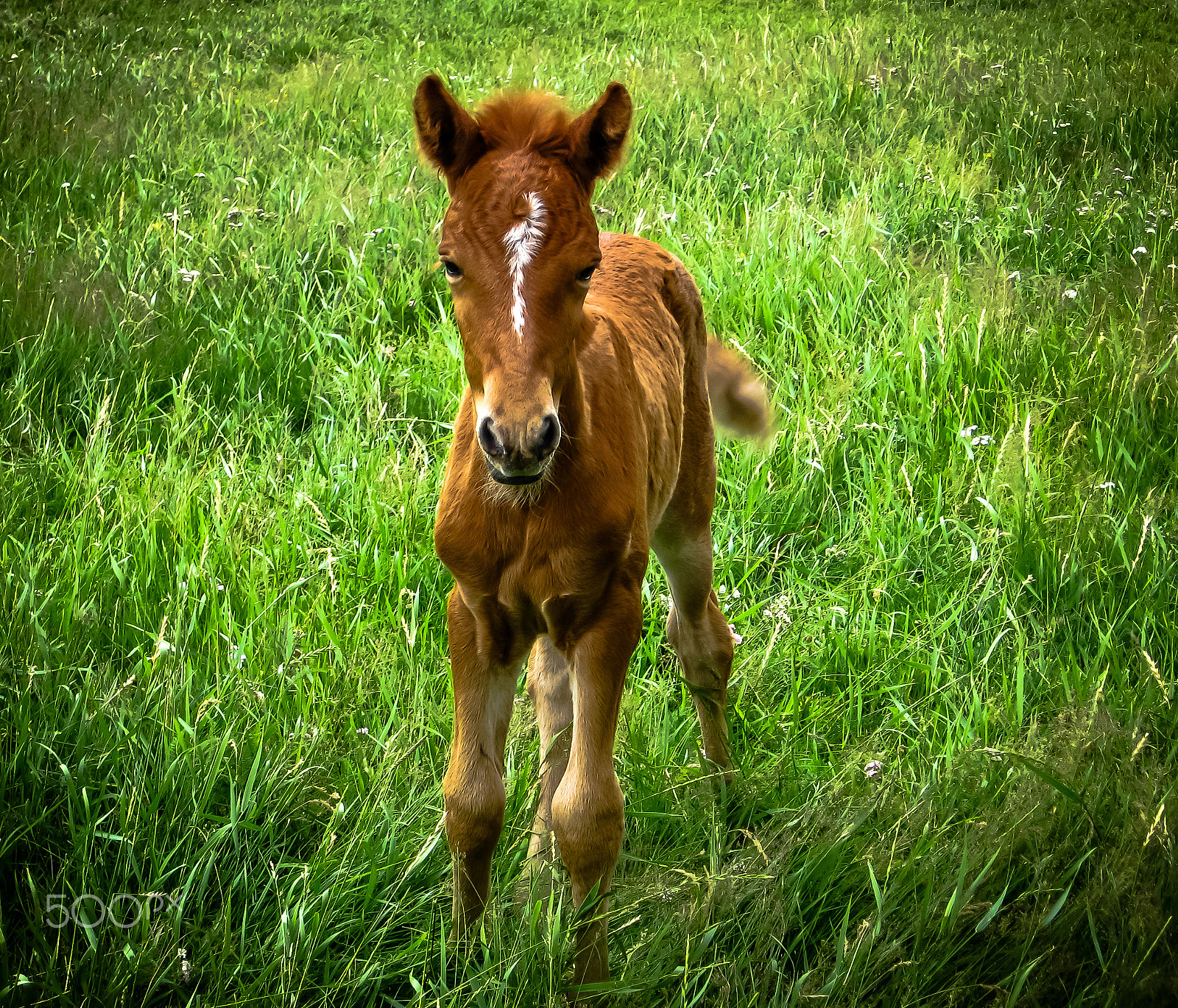 Canon POWERSHOT A540 sample photo. Colt - red horse child photography