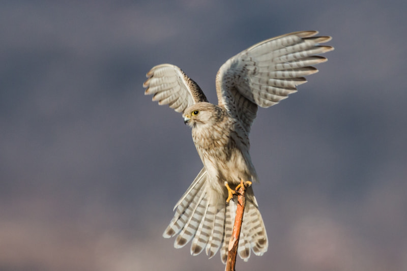 Canon EF 600mm F4L IS II USM sample photo.  a pale common kestrel photography