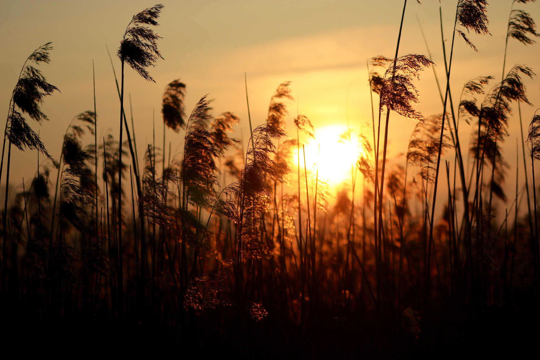 Canon EF75-300mm f/4-5.6 sample photo. Sunset and reeds. photography