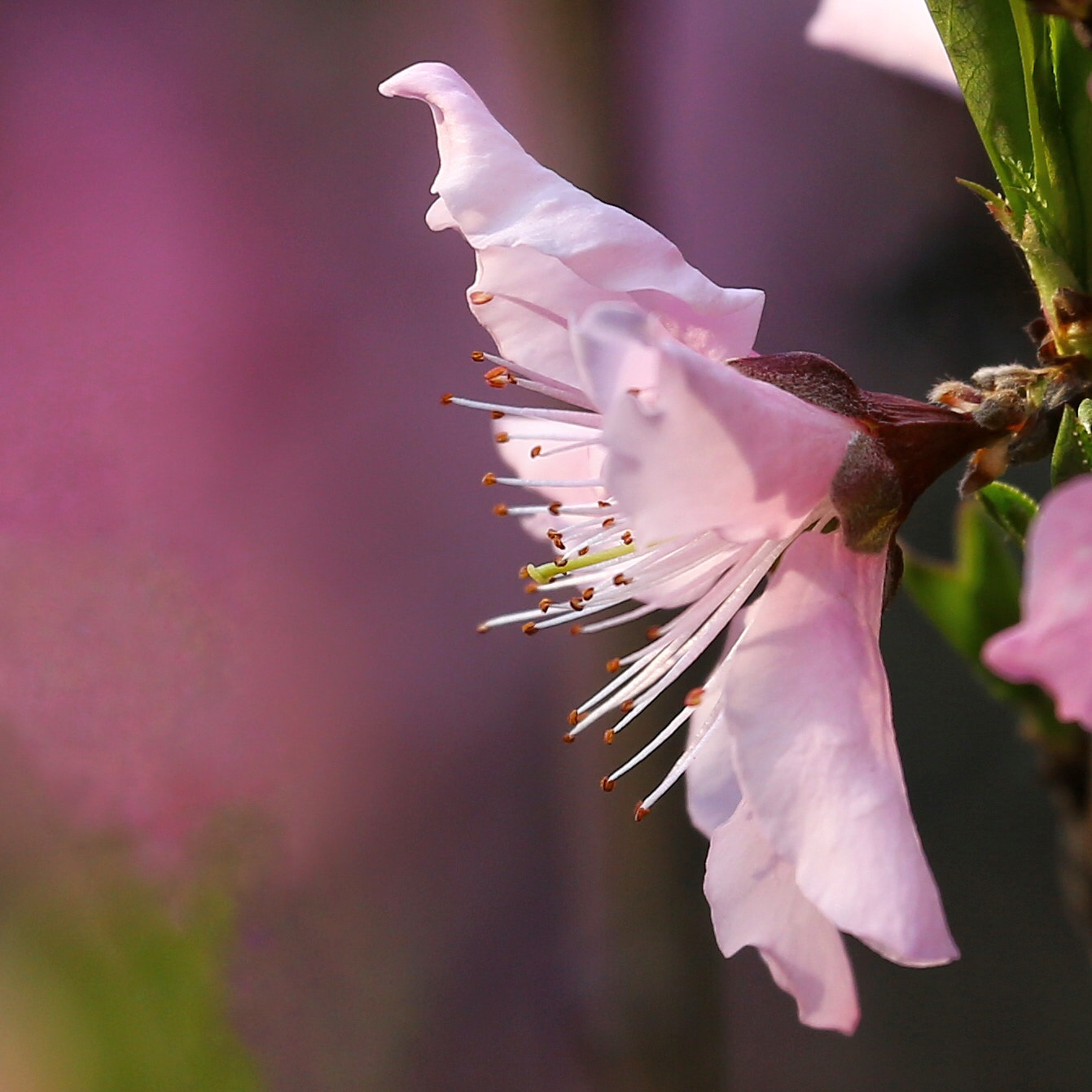 Canon EF 70-300mm F4-5.6L IS USM sample photo