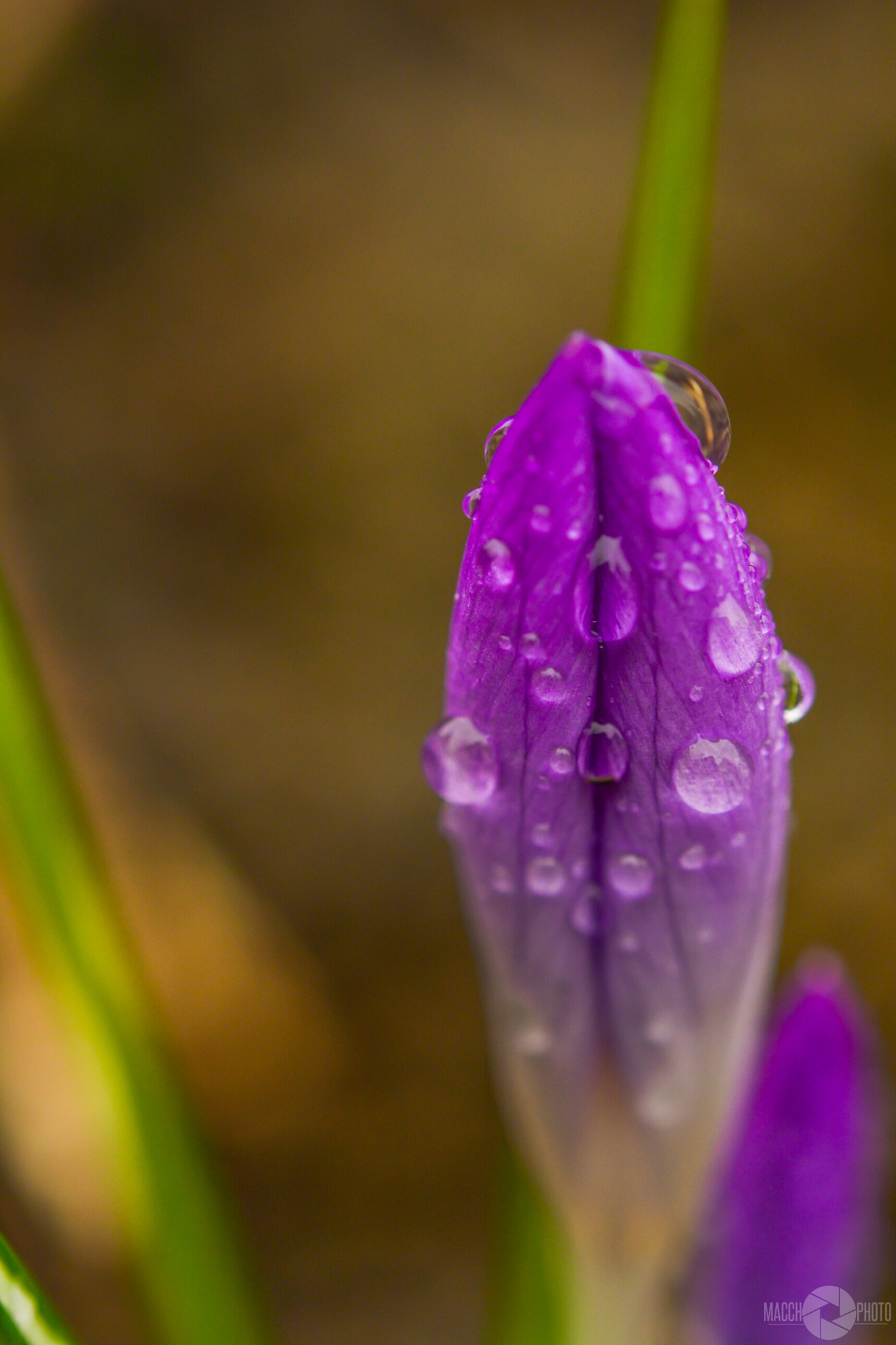 Nikon AF-S Micro-Nikkor 60mm F2.8G ED sample photo. Crocus photography