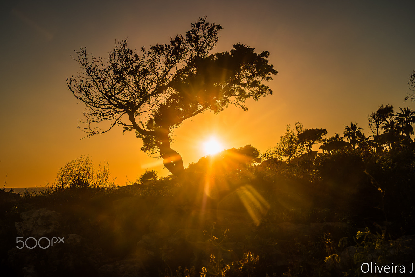 Samsung NX500 + Samsung NX 18-55mm F3.5-5.6 OIS sample photo. Tree at sunset photography